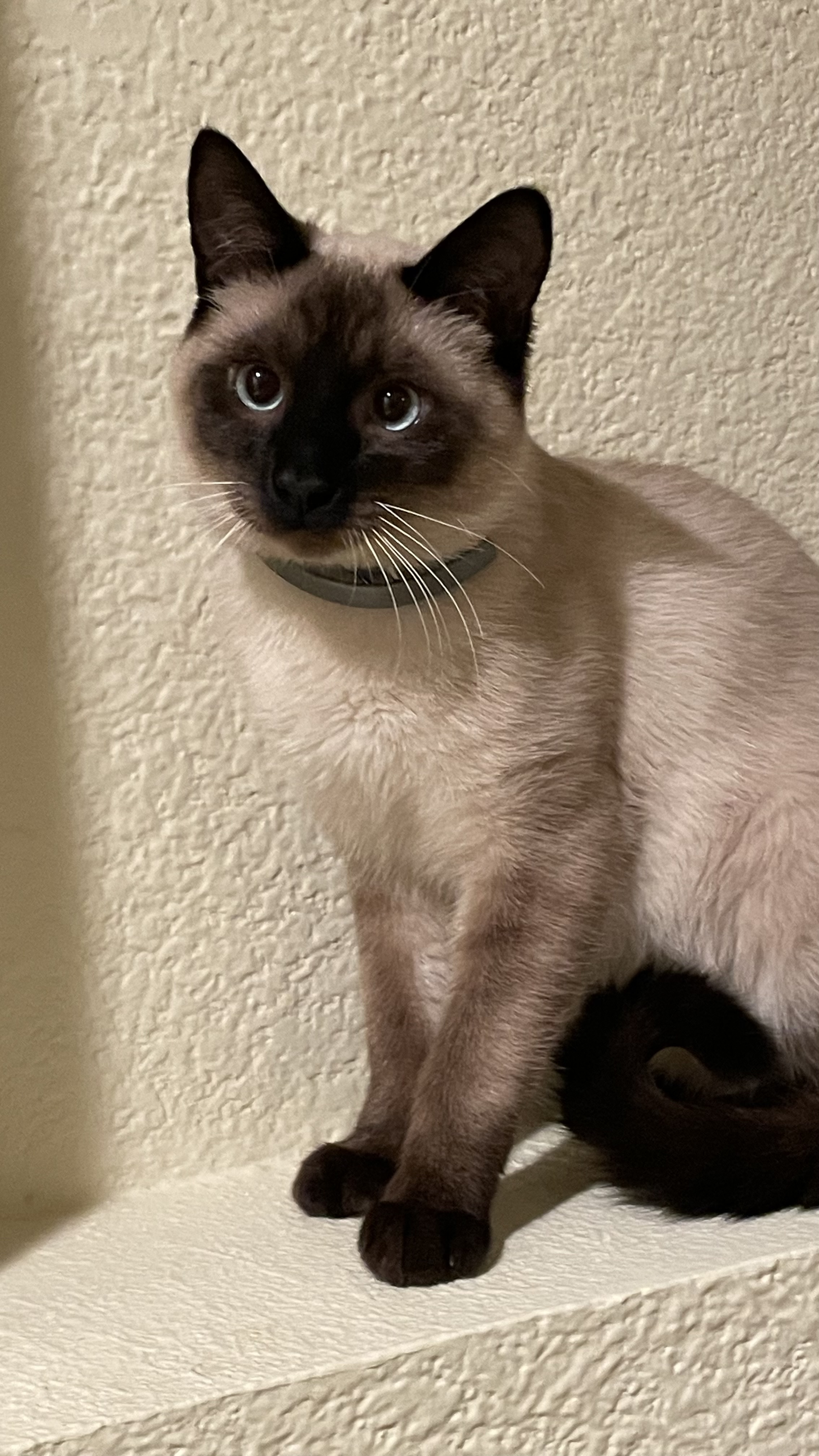 Pet Profile Image
