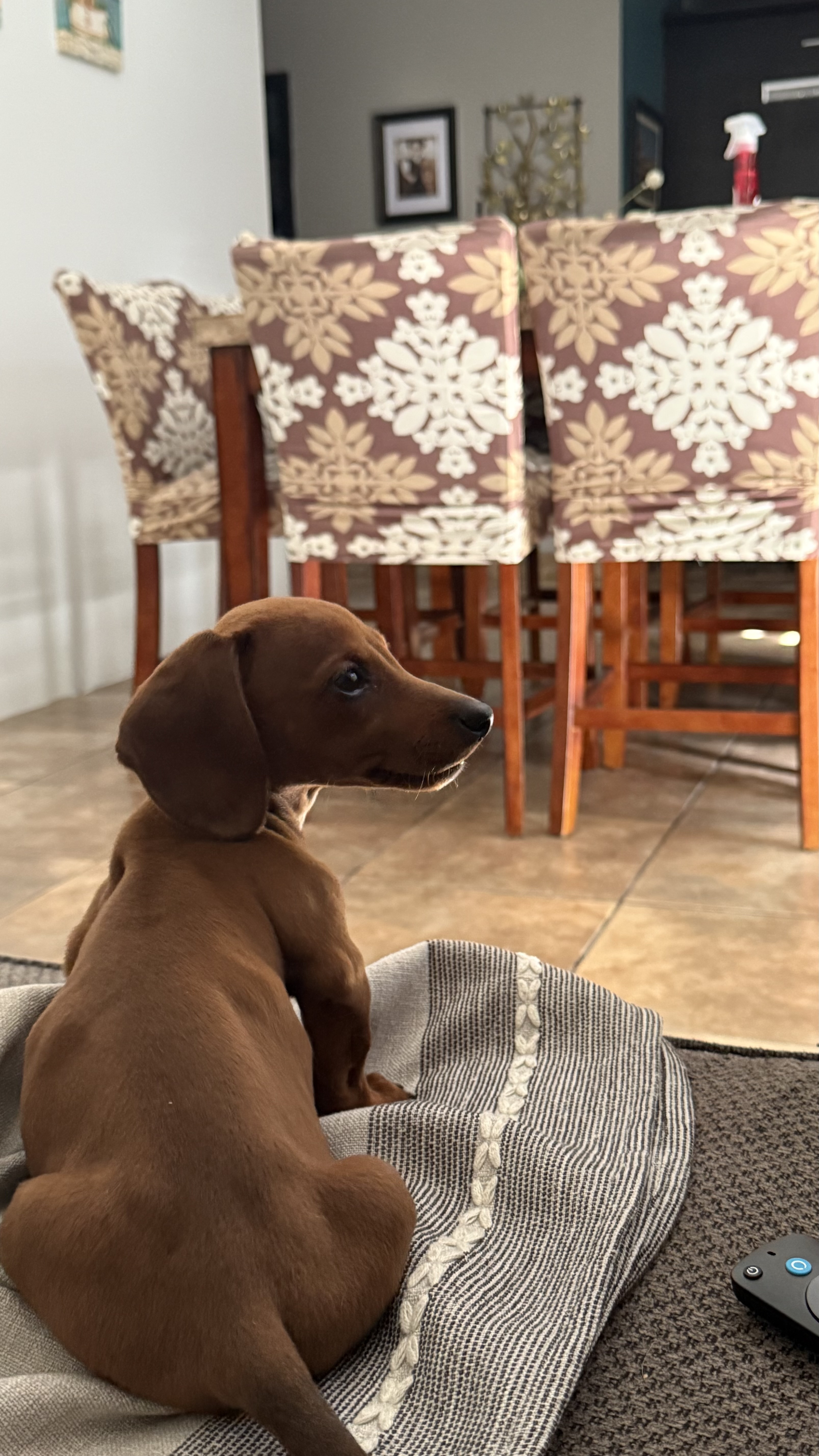 Pet Profile Image