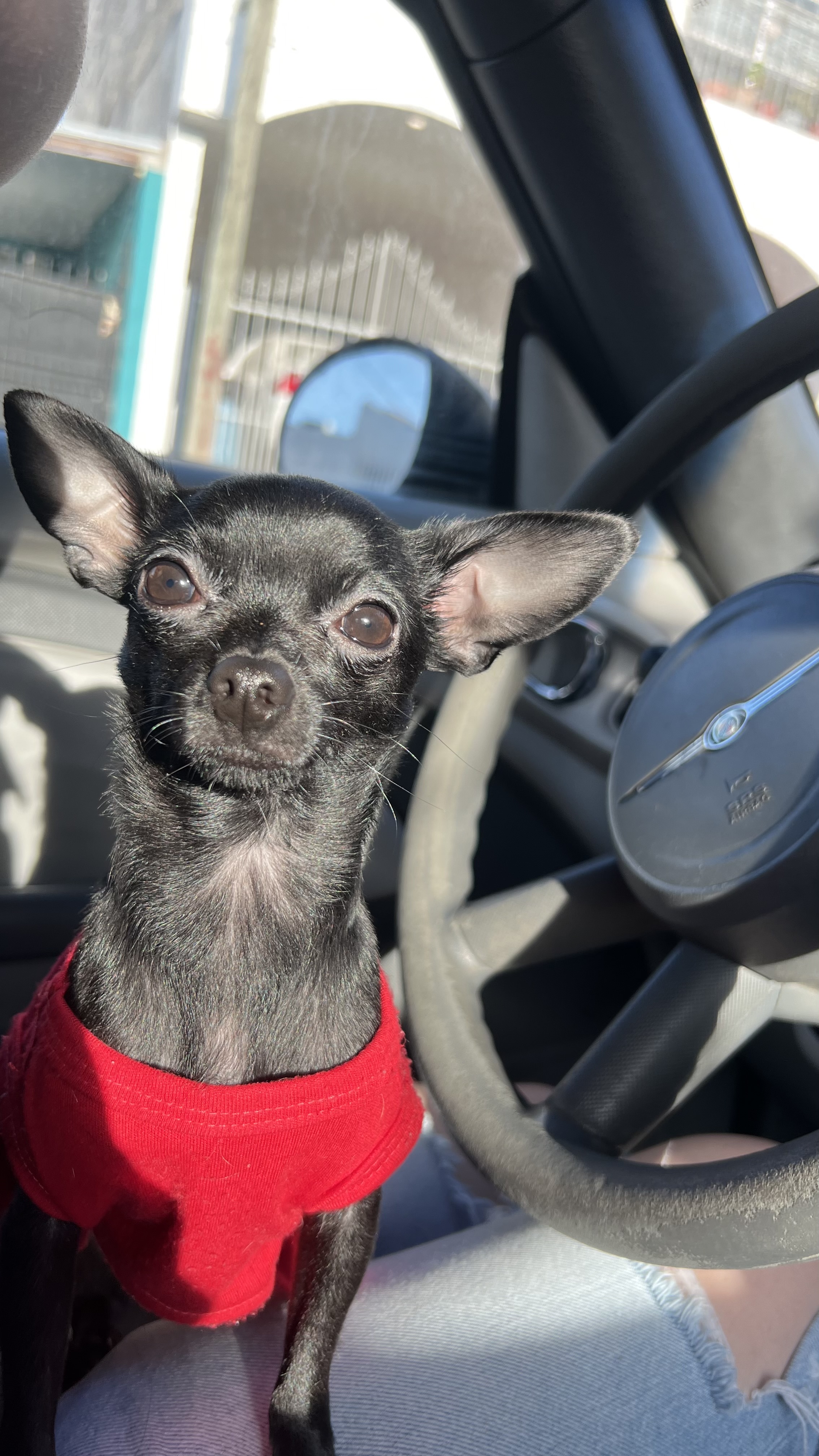 Pet Profile Image