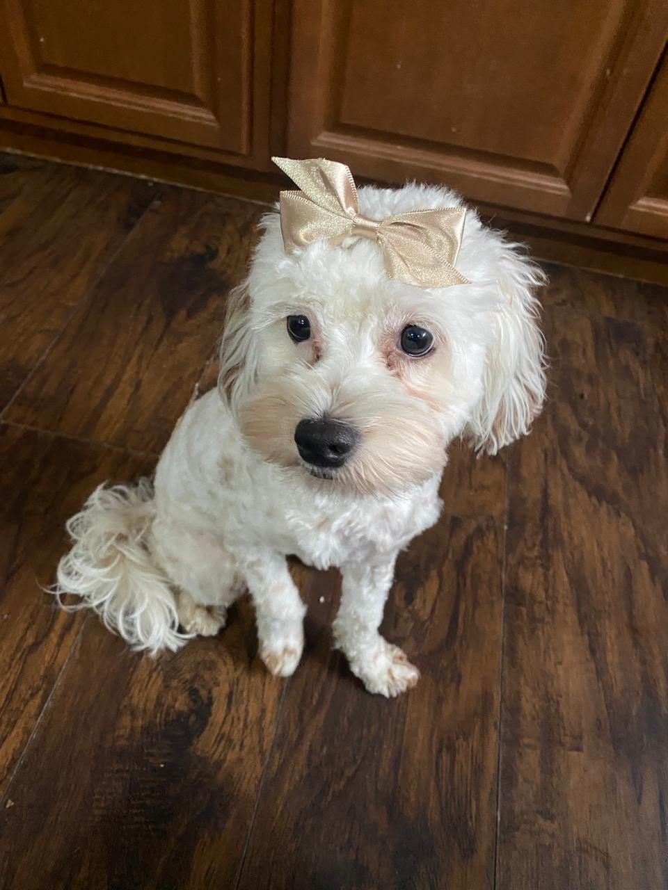 Pet Profile Image