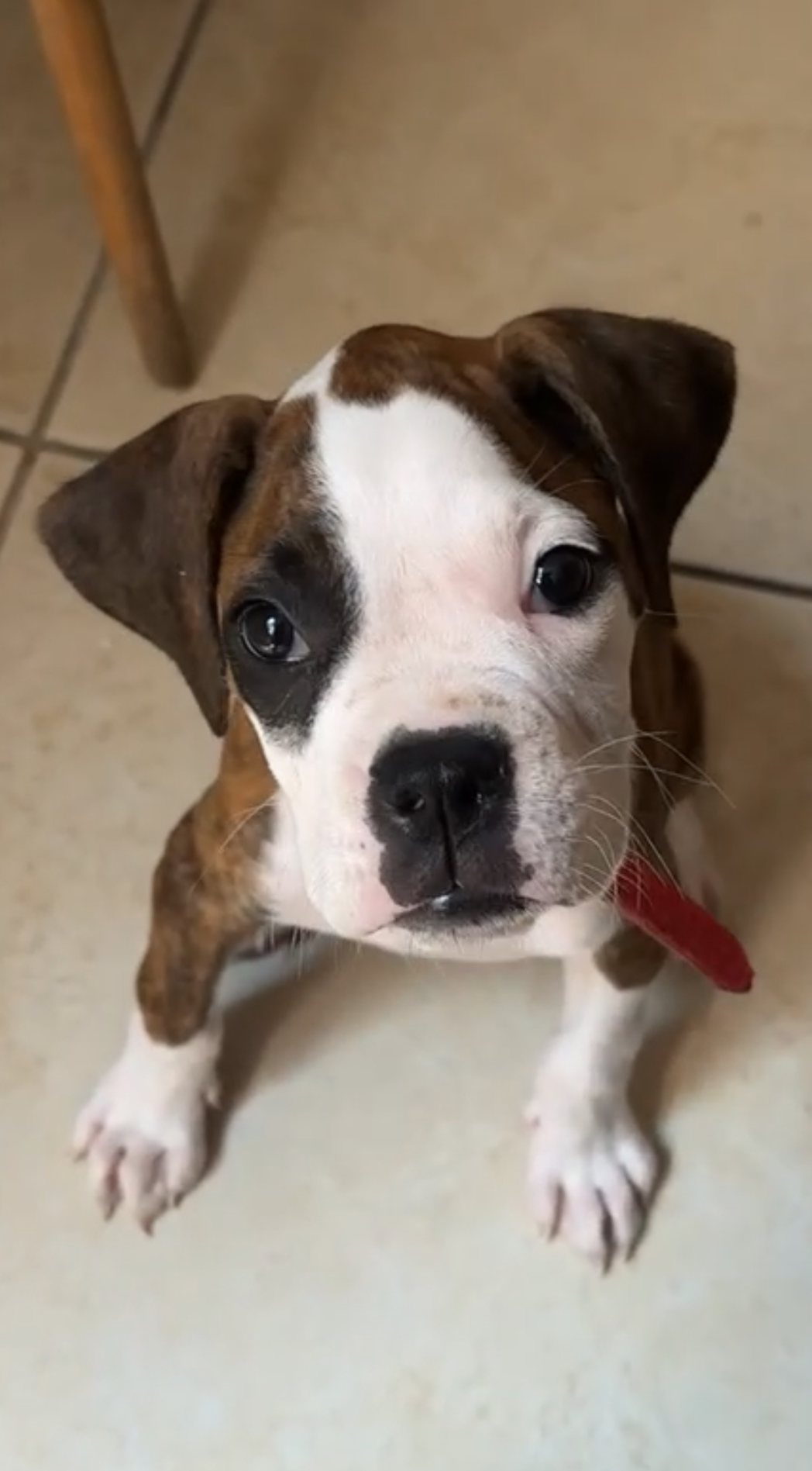 Pet Profile Image