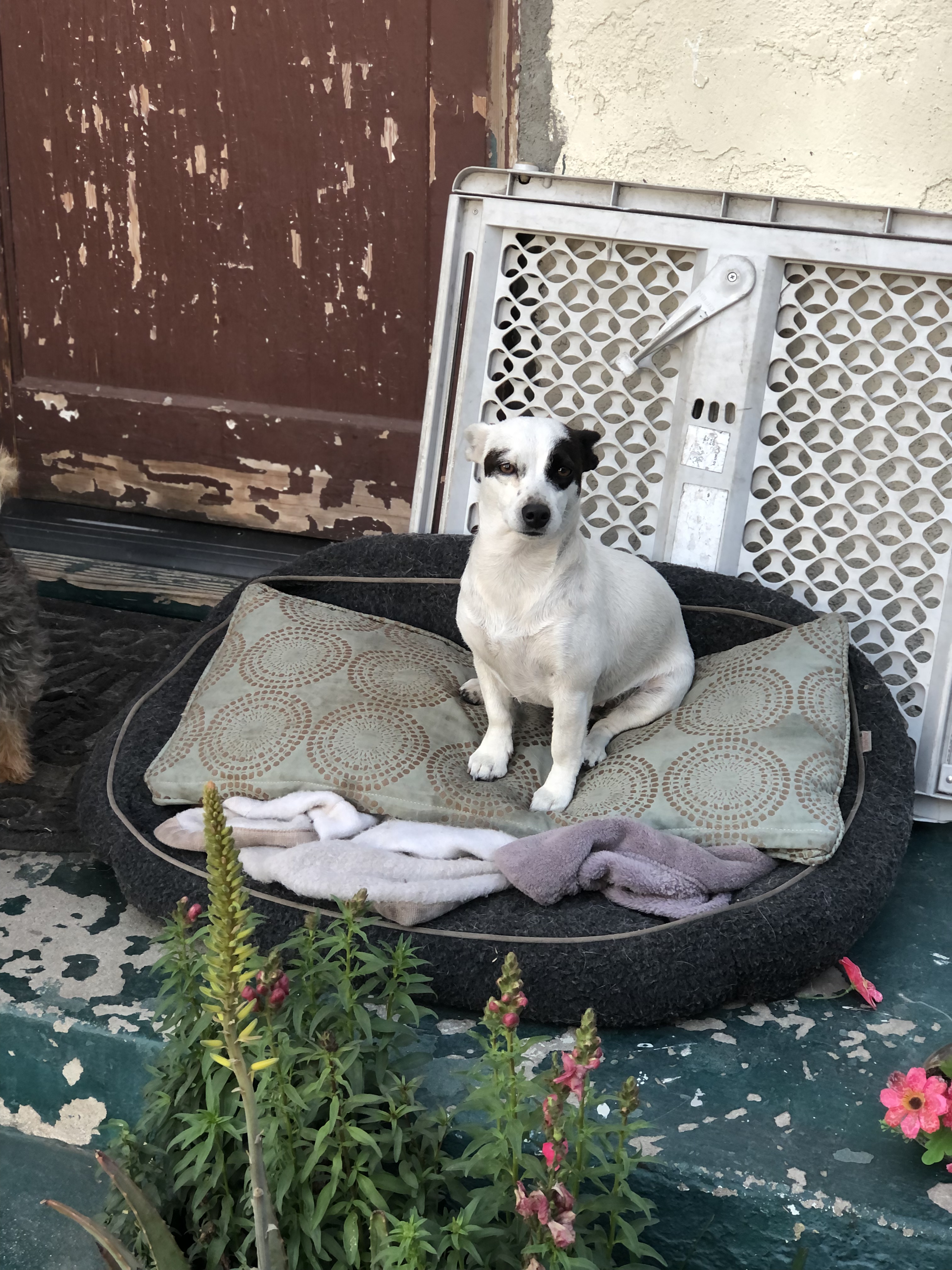 Pet Profile Image