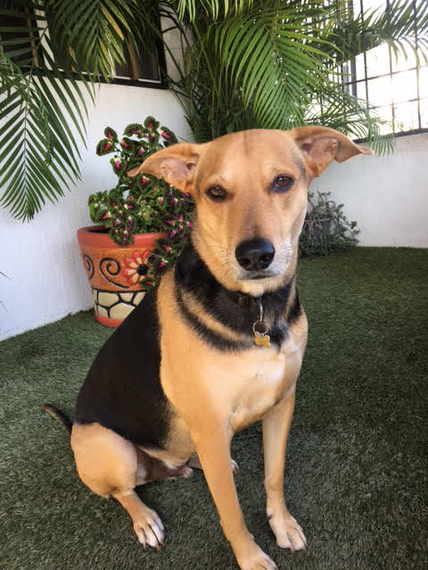 Pet Profile Image