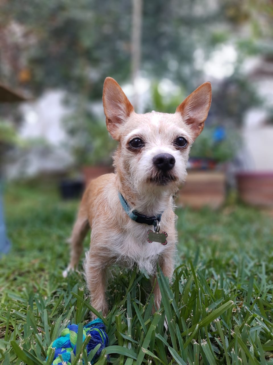 Pet Profile Image