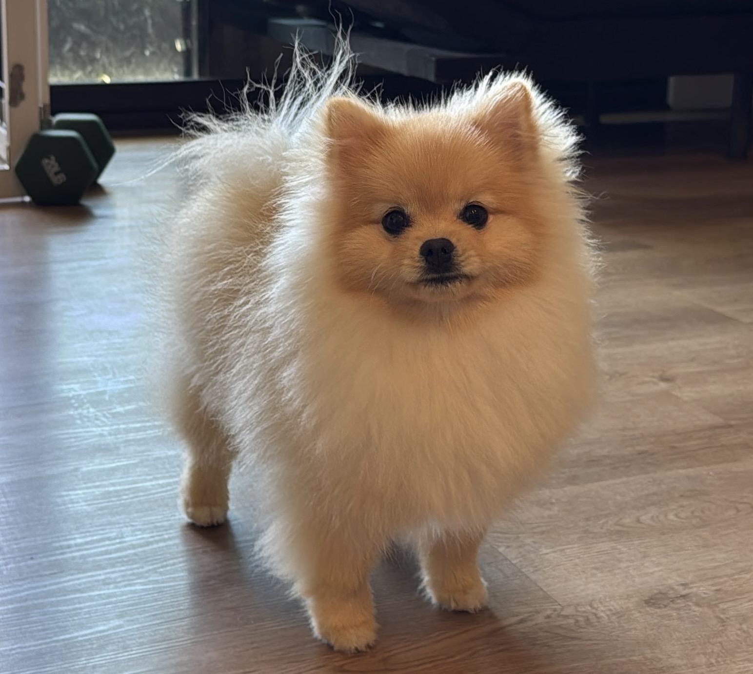 Pet Profile Image