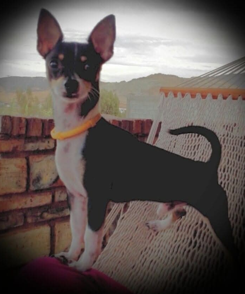Pet Profile Image