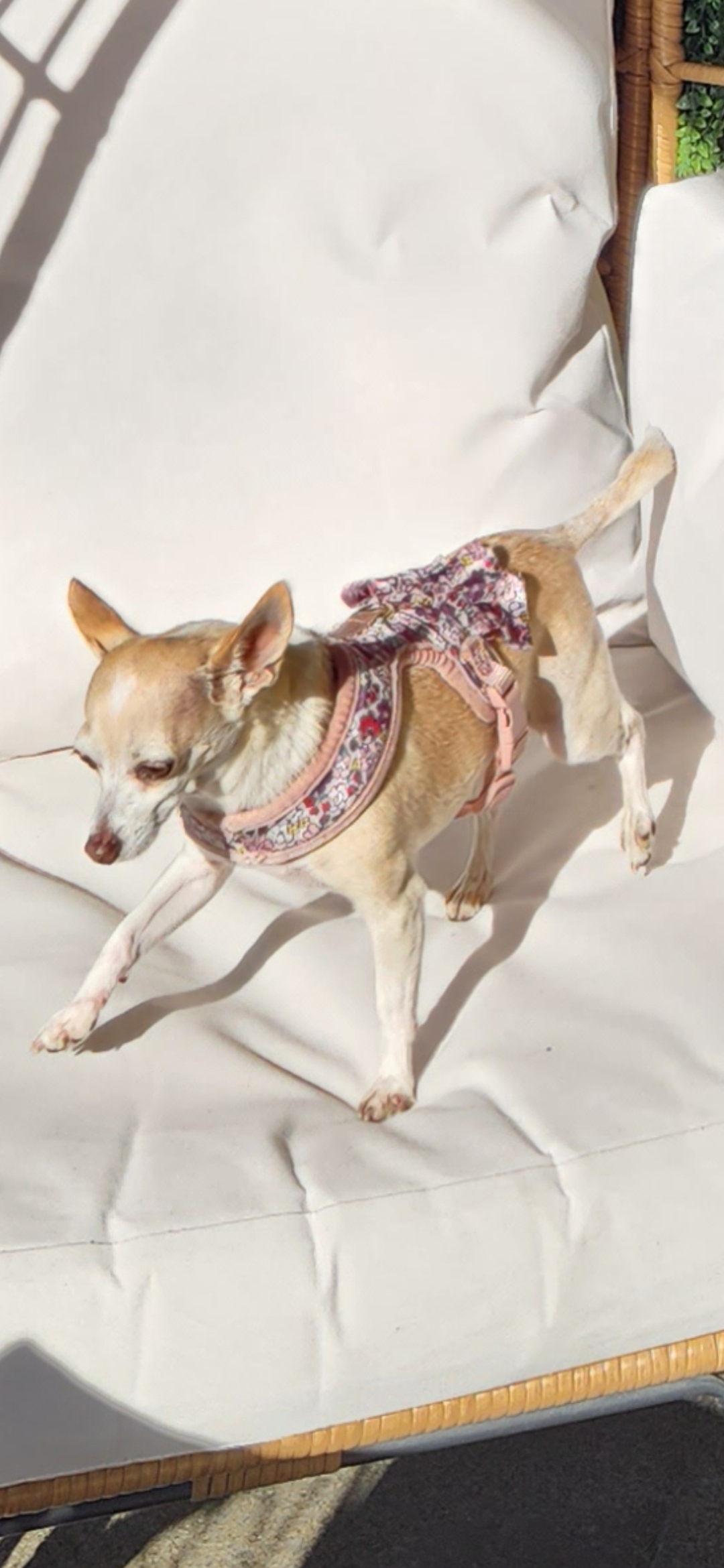 Pet Profile Image