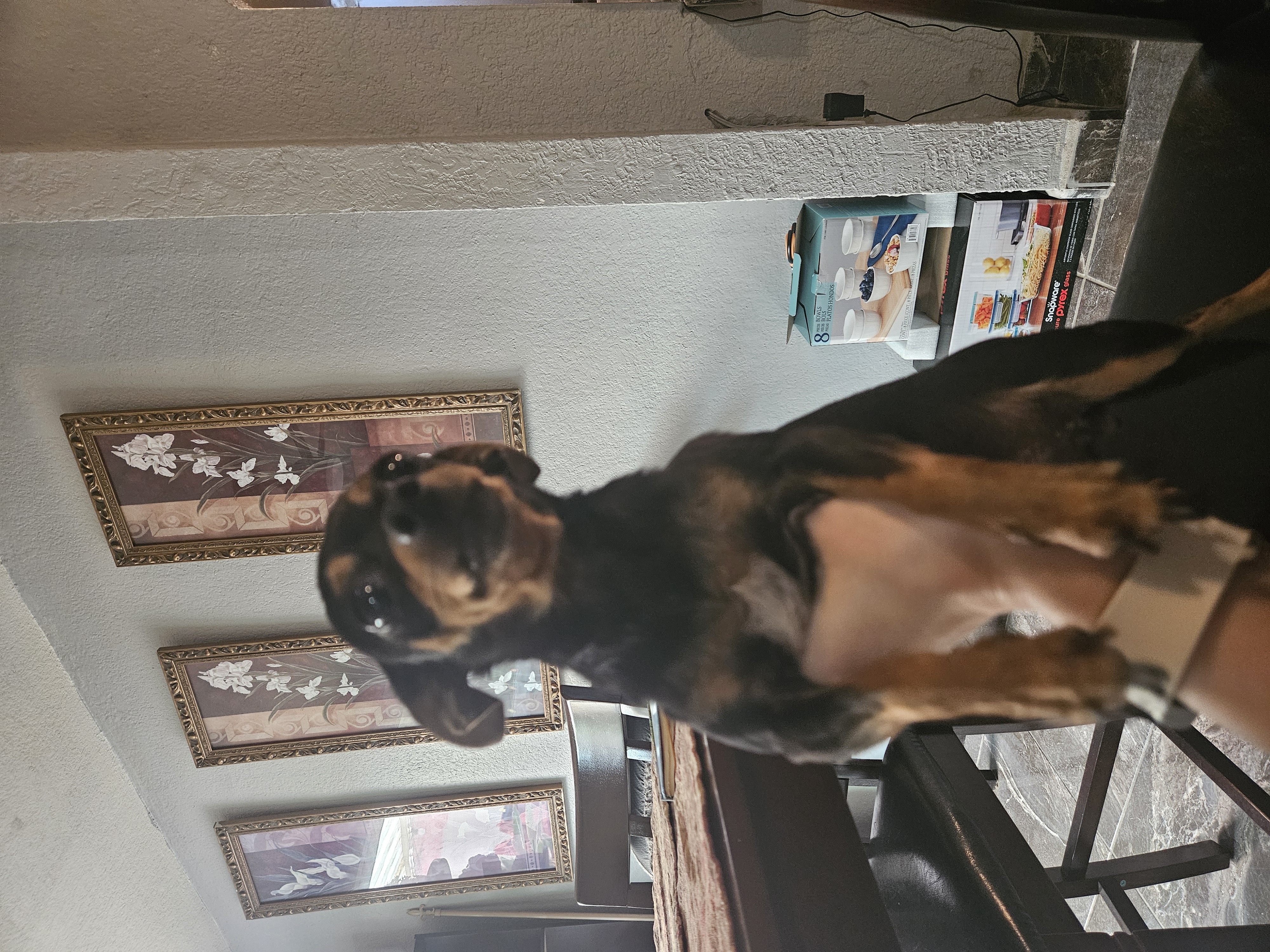 Pet Profile Image