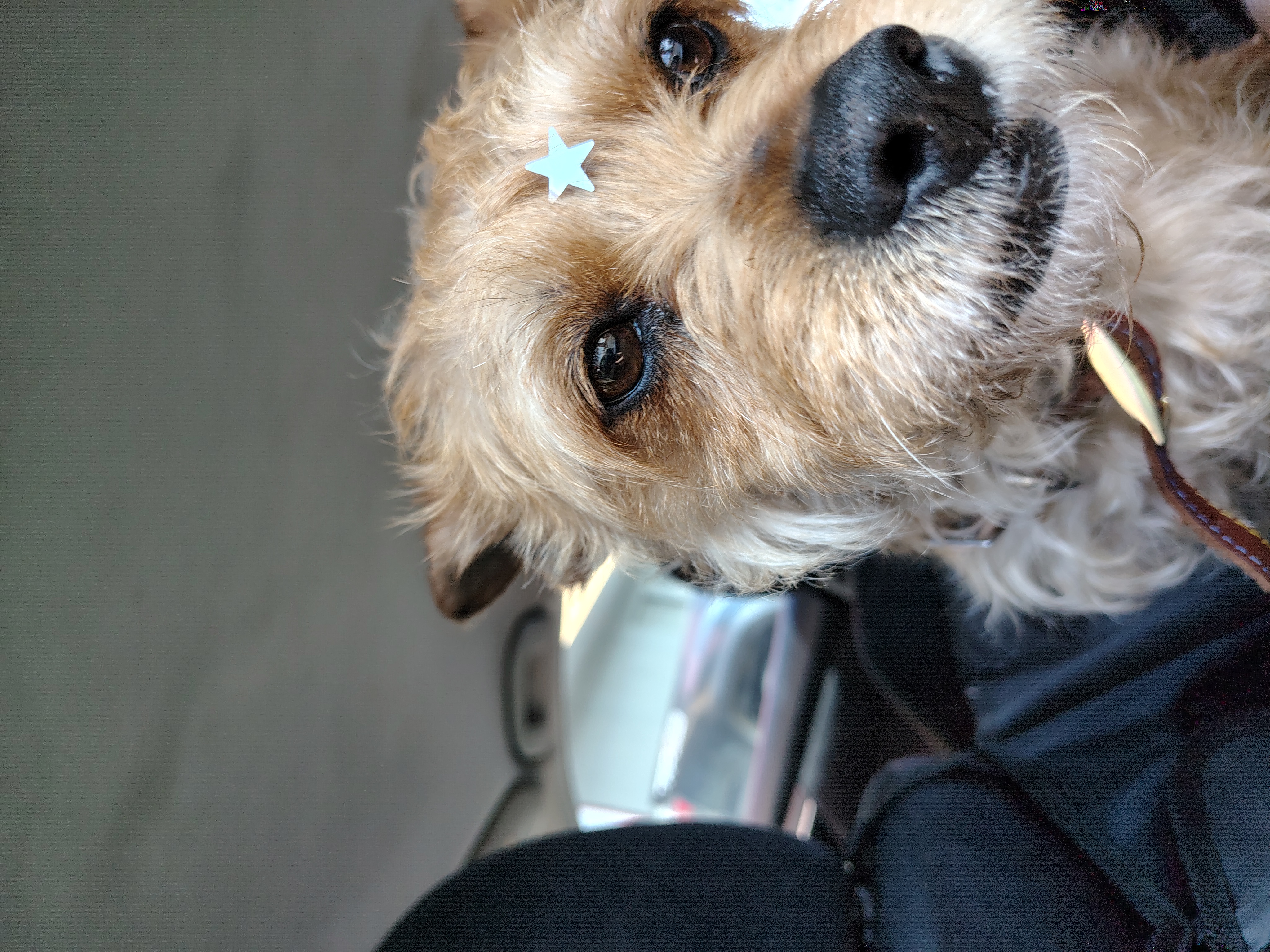 Pet Profile Image