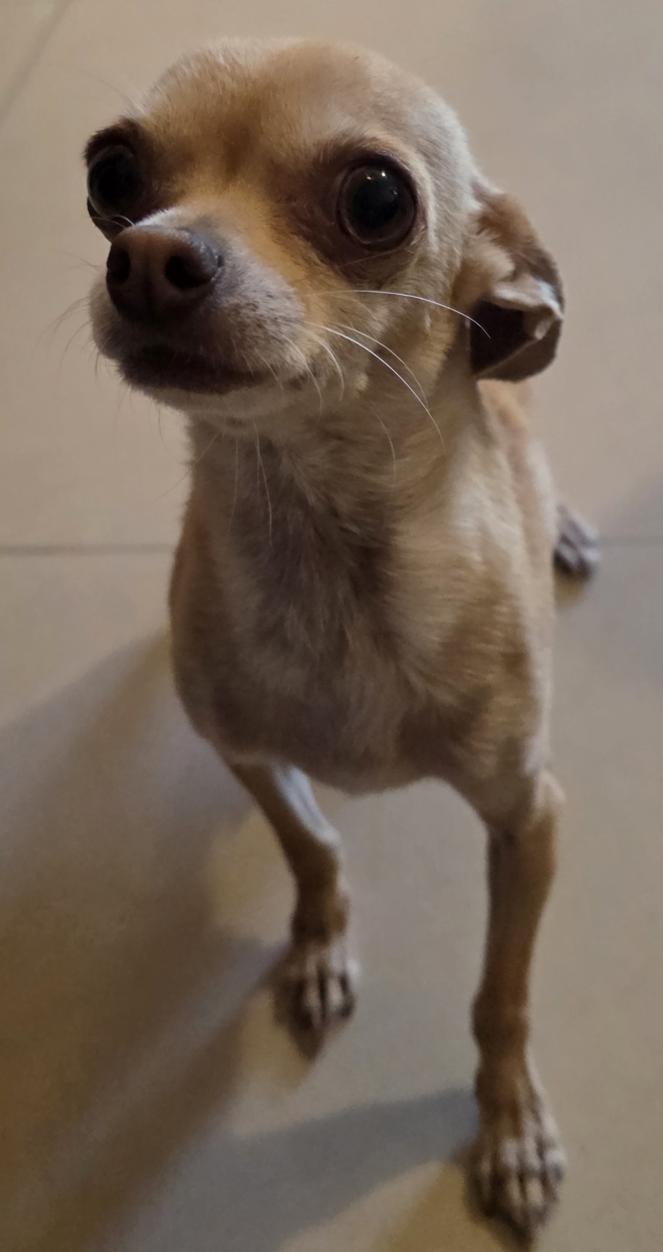 Pet Profile Image