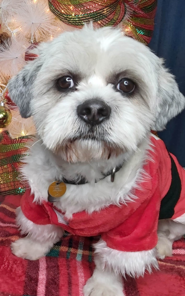 Pet Profile Image