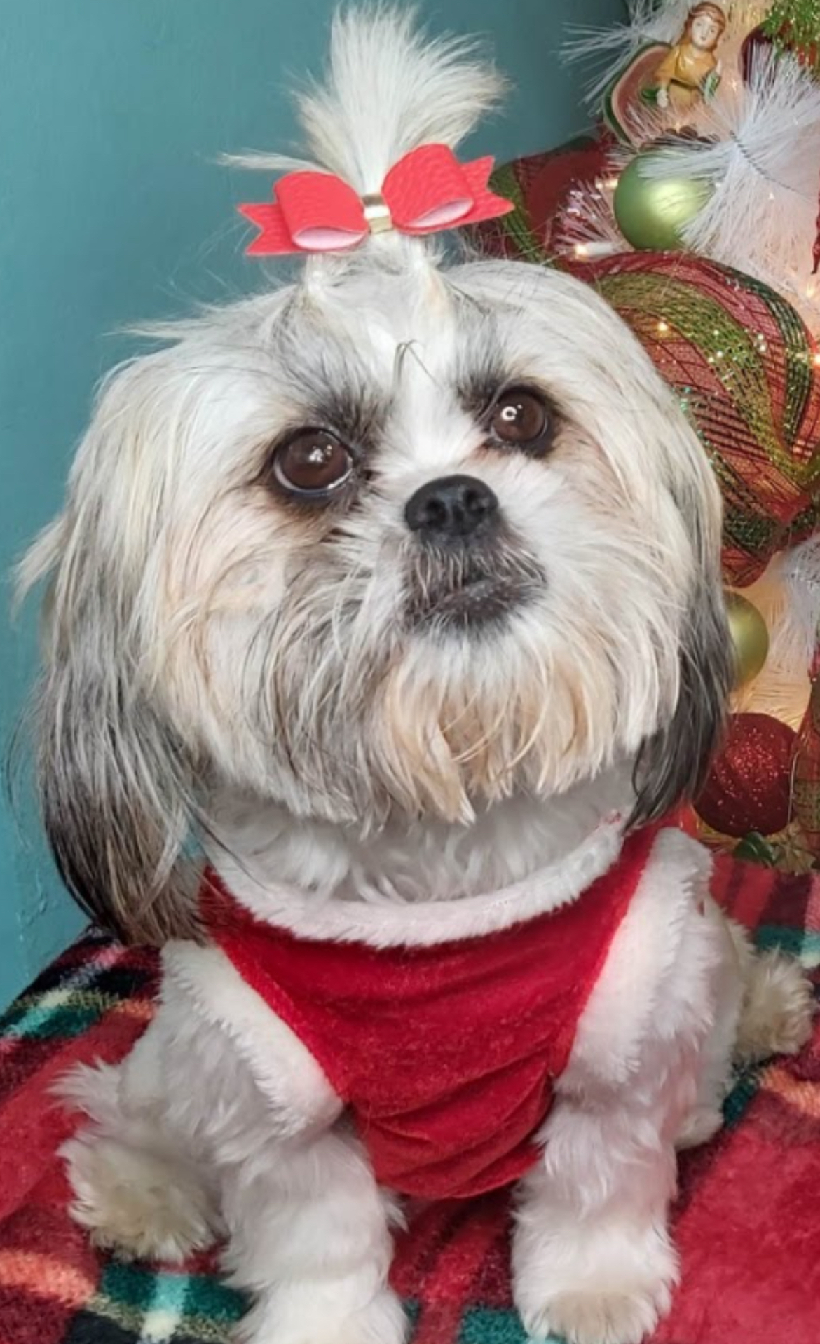 Pet Profile Image