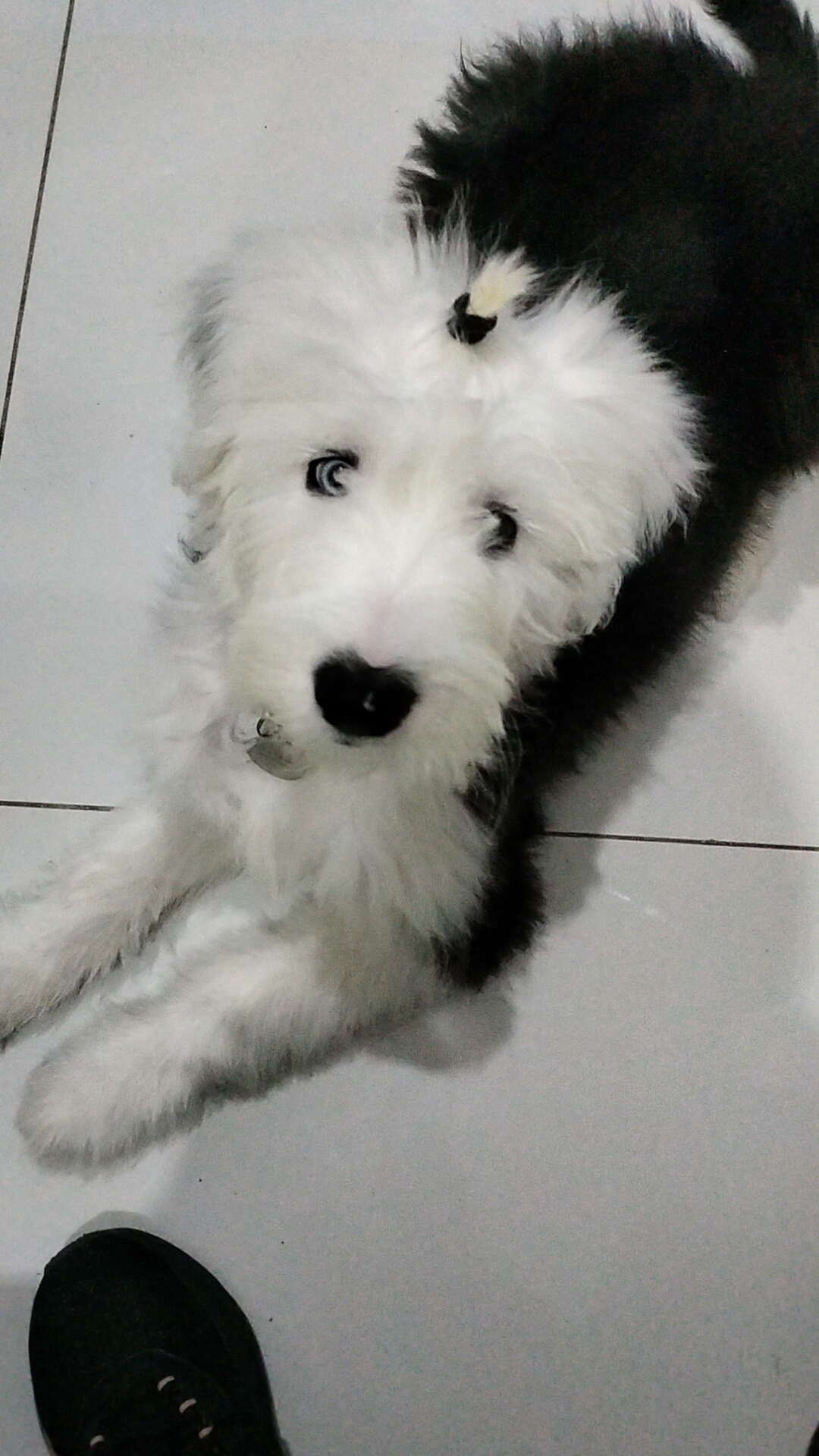 Pet Profile Image