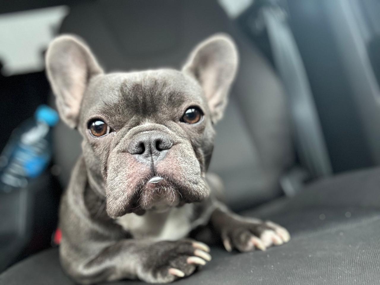 Pet Profile Image