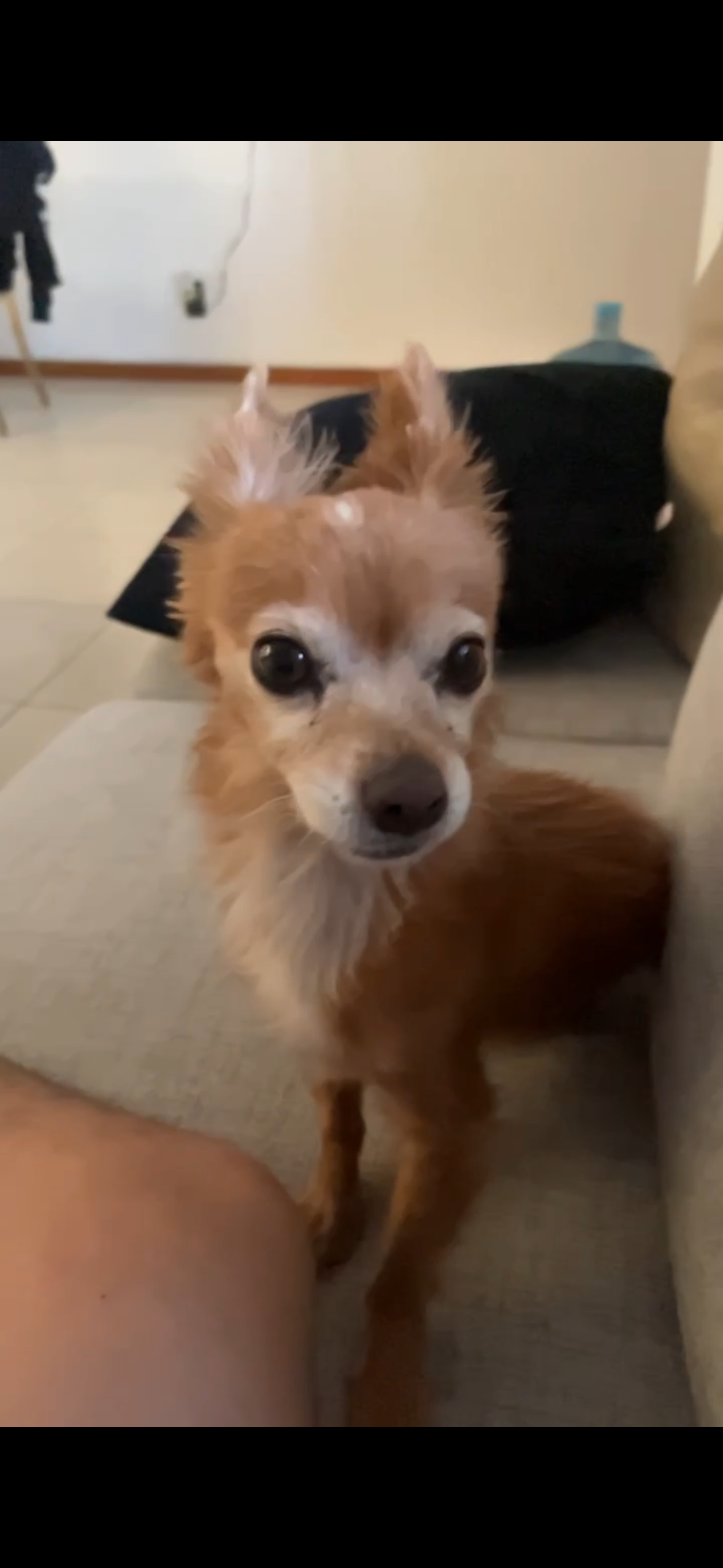 Pet Profile Image
