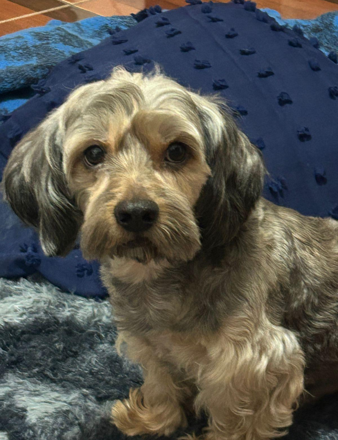 Pet Profile Image