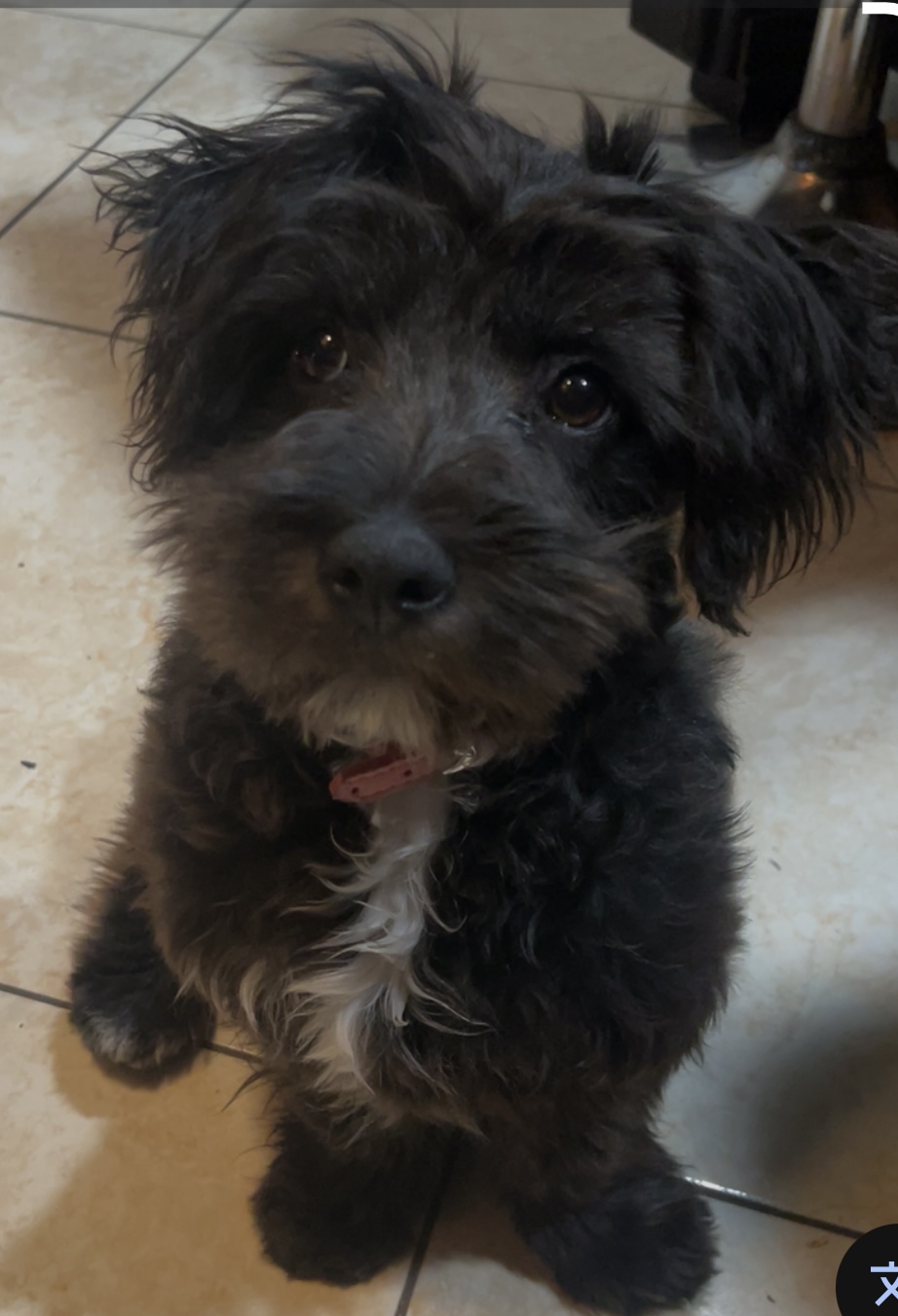 Pet Profile Image