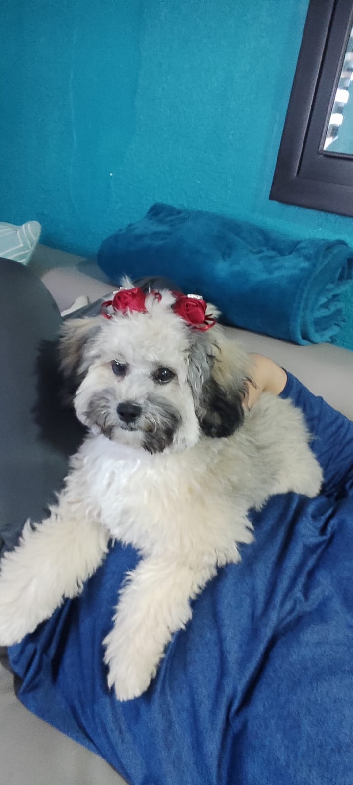 Pet Profile Image