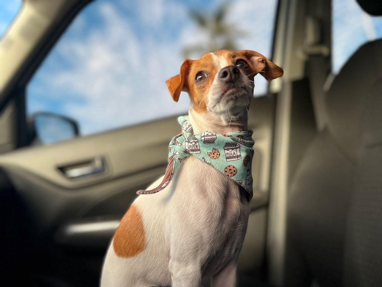 Pet Profile Image