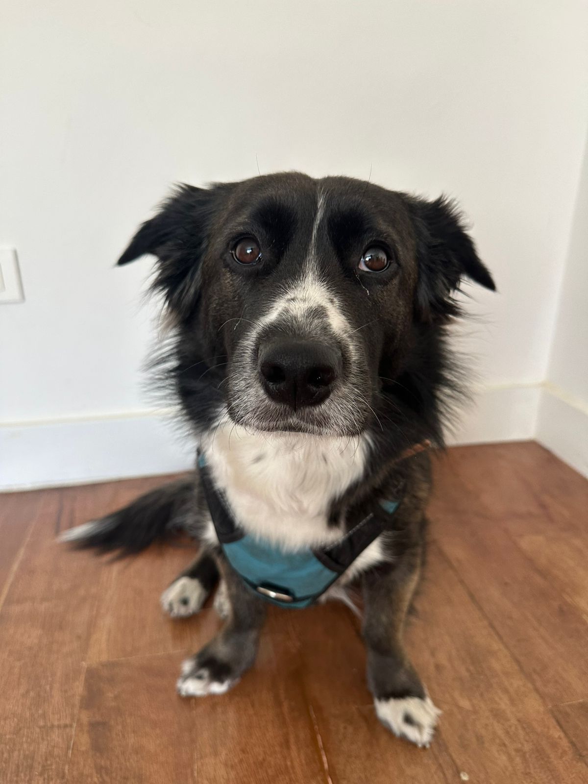 Pet Profile Image