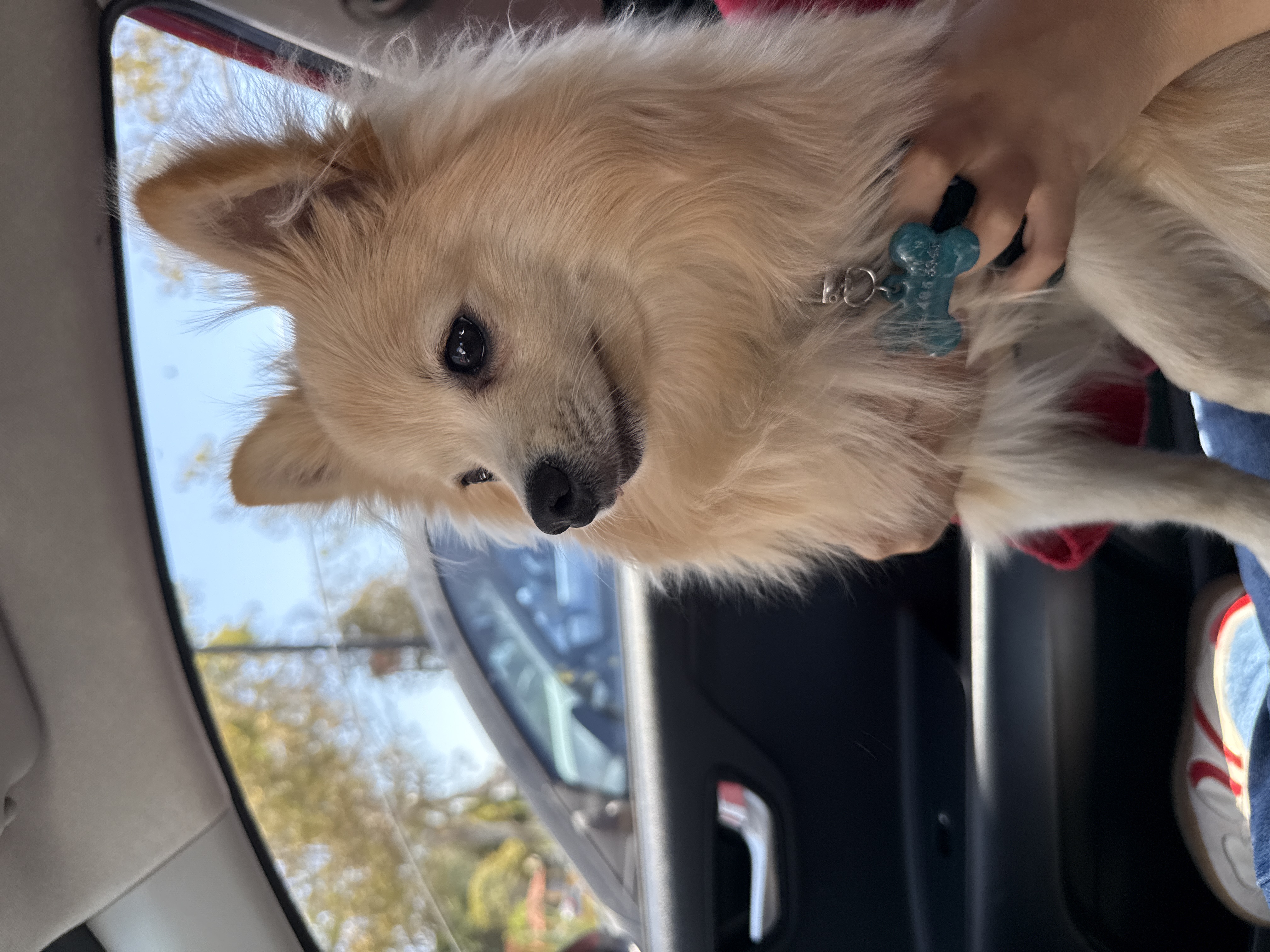 Pet Profile Image