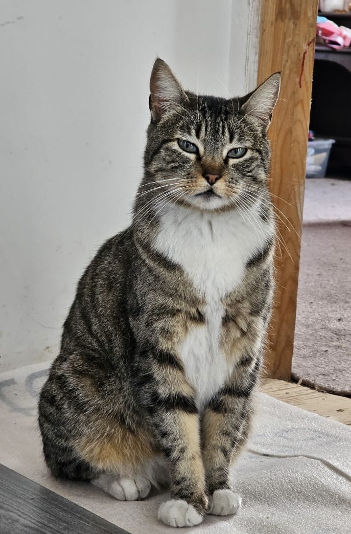 Pet Profile Image