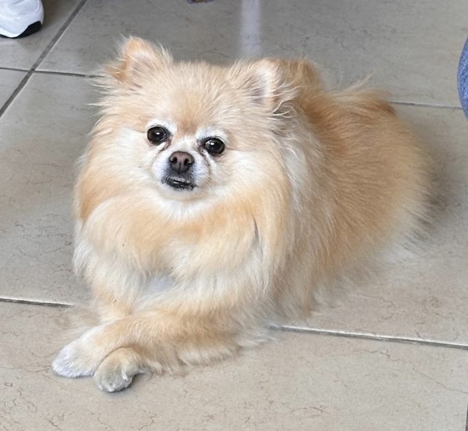 Pet Profile Image