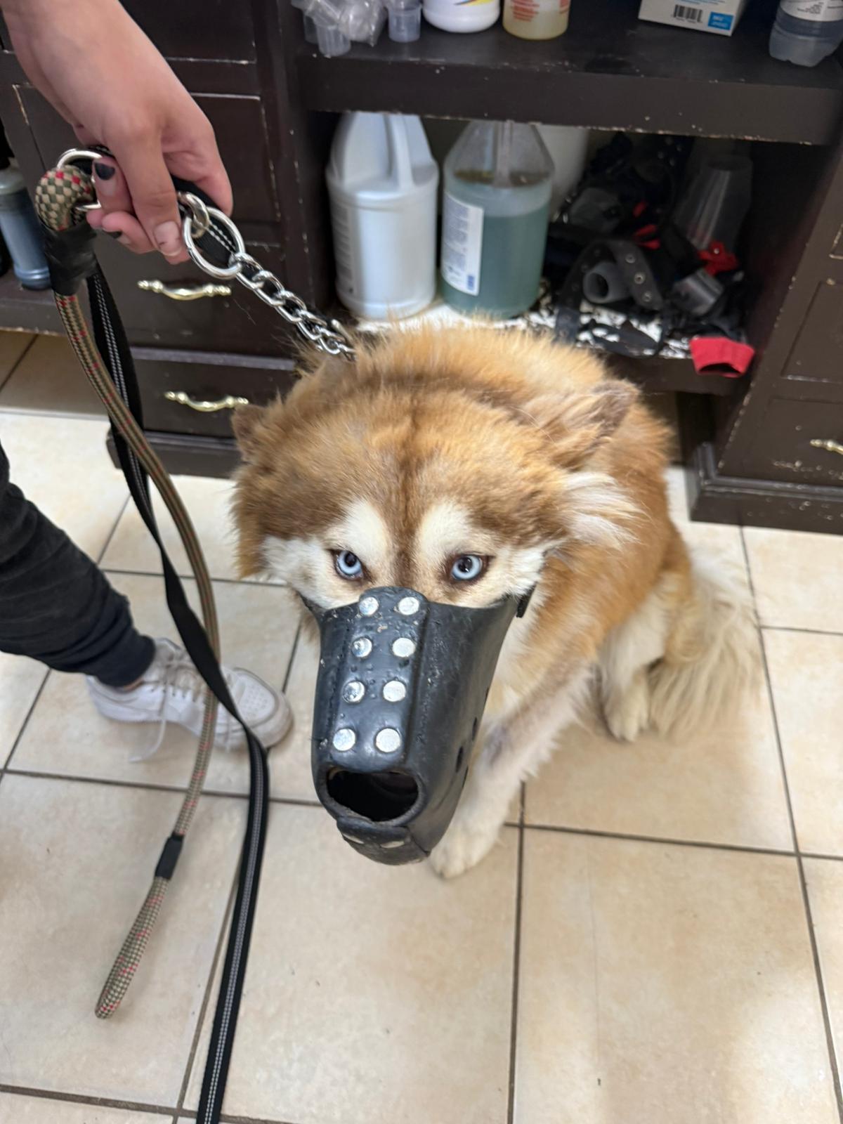 Pet Profile Image