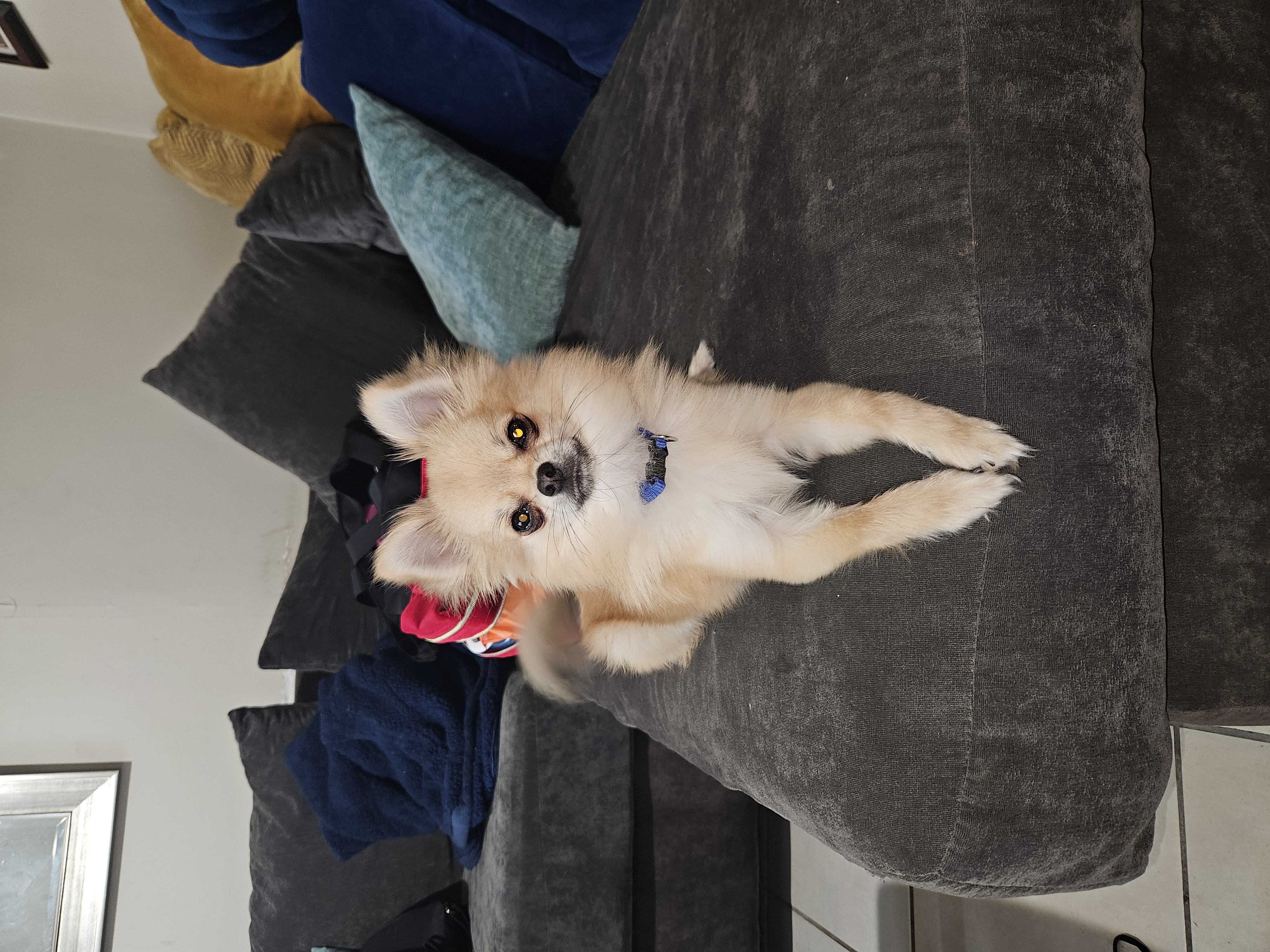 Pet Profile Image