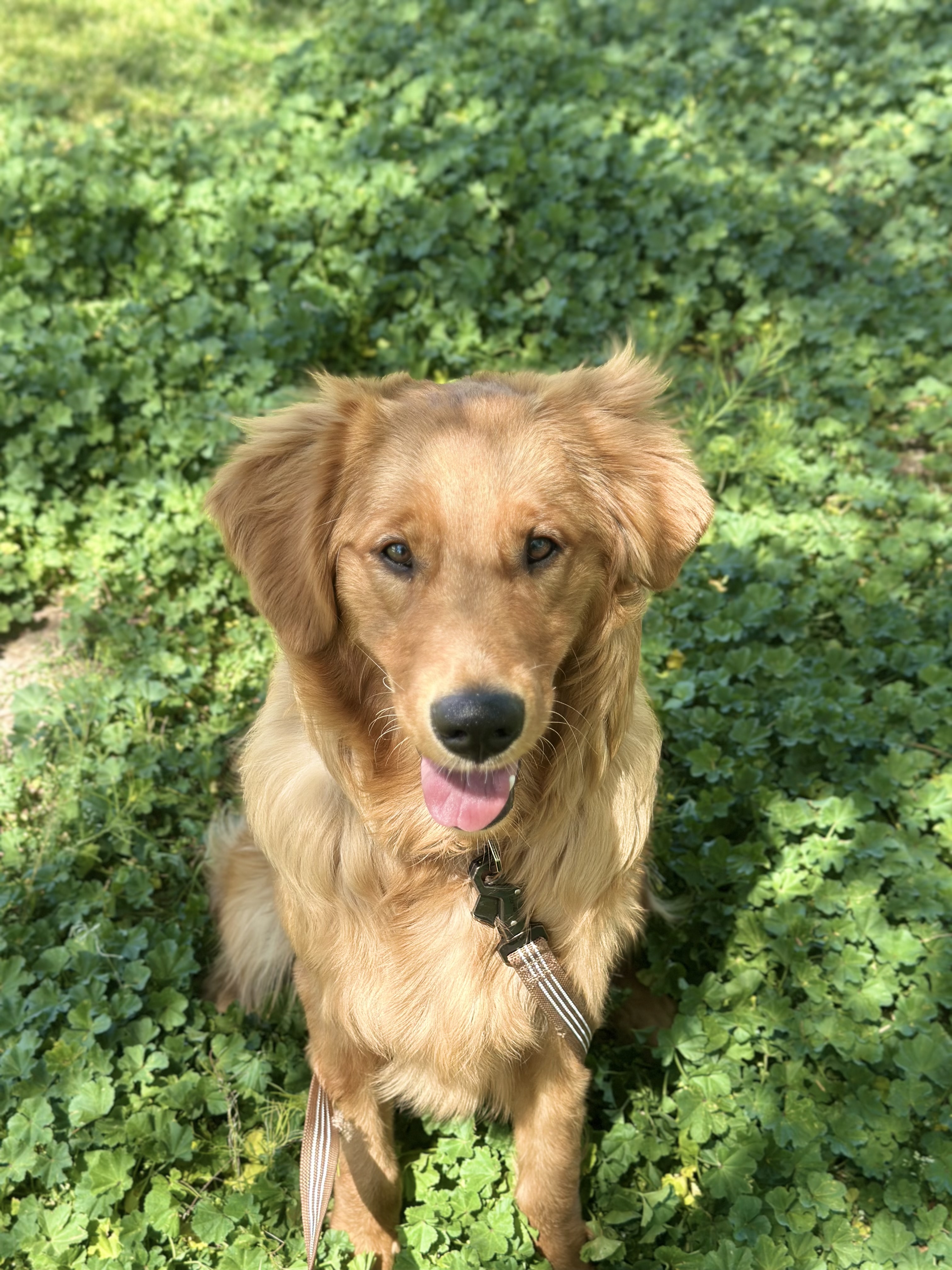 Pet Profile Image