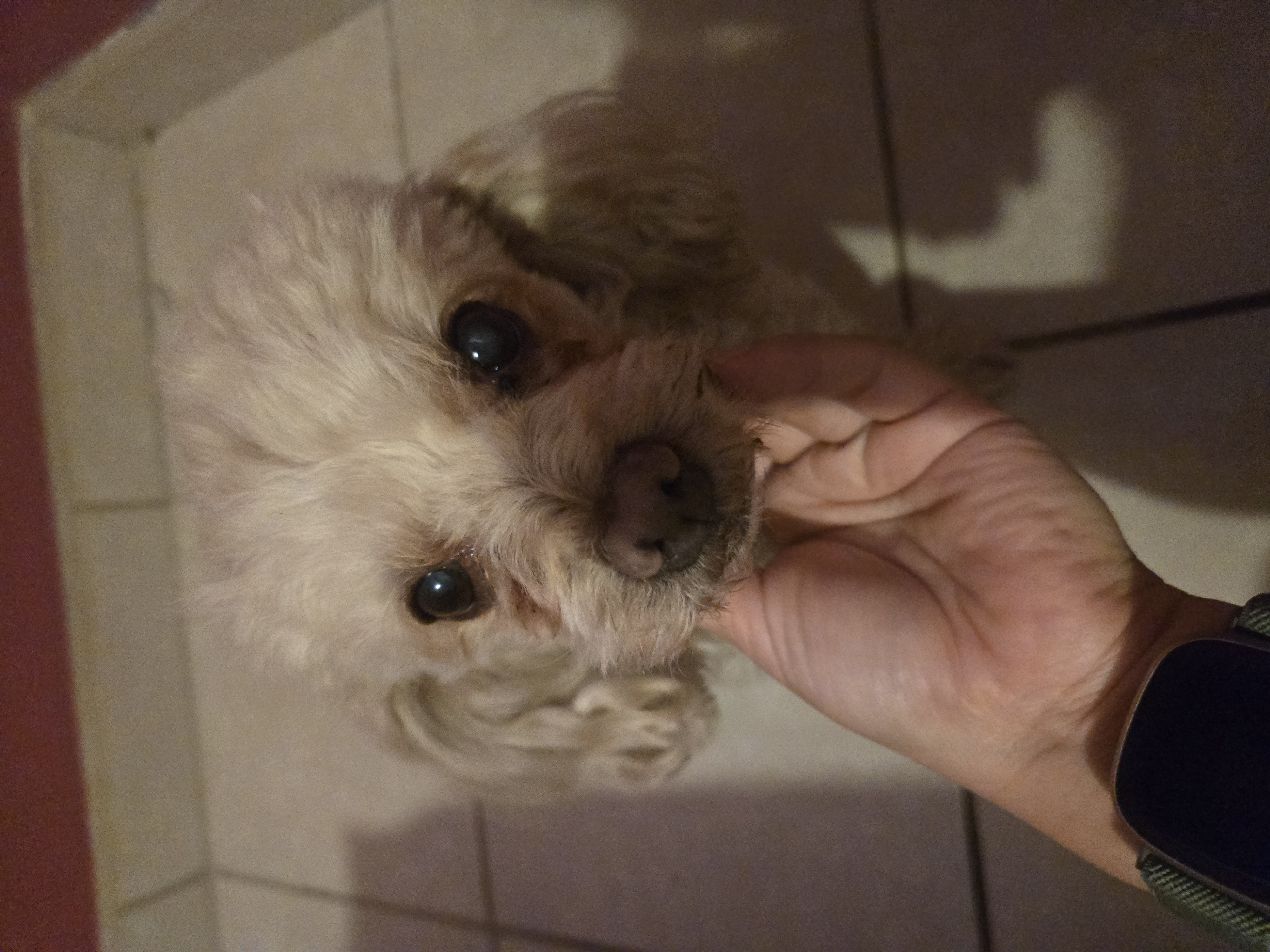 Pet Profile Image
