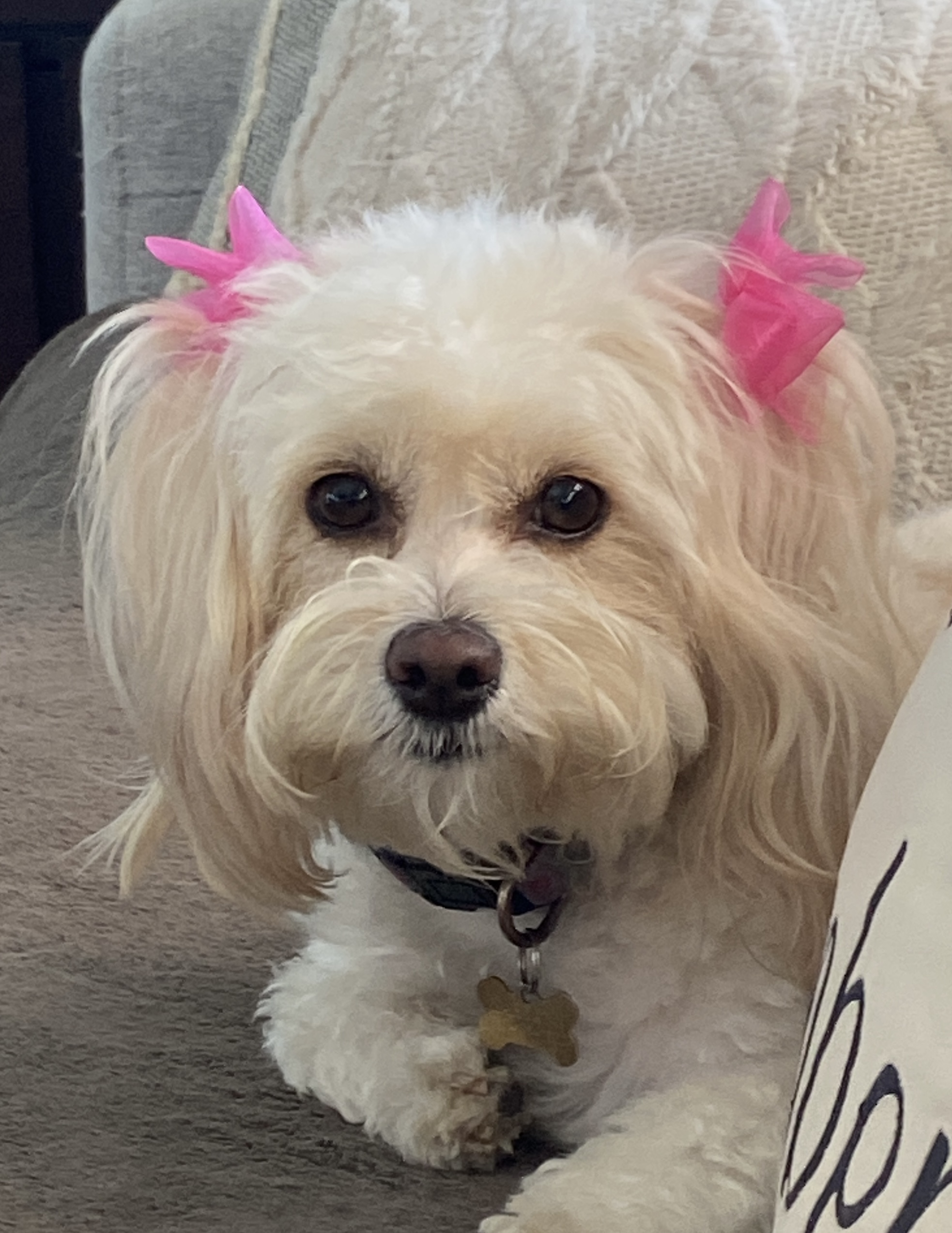 Pet Profile Image