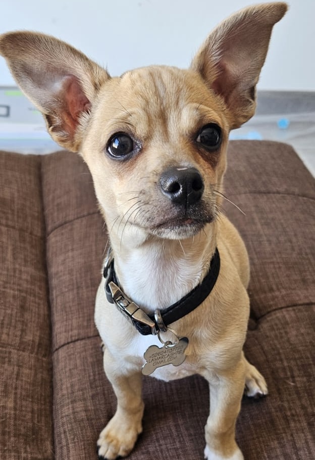 Pet Profile Image