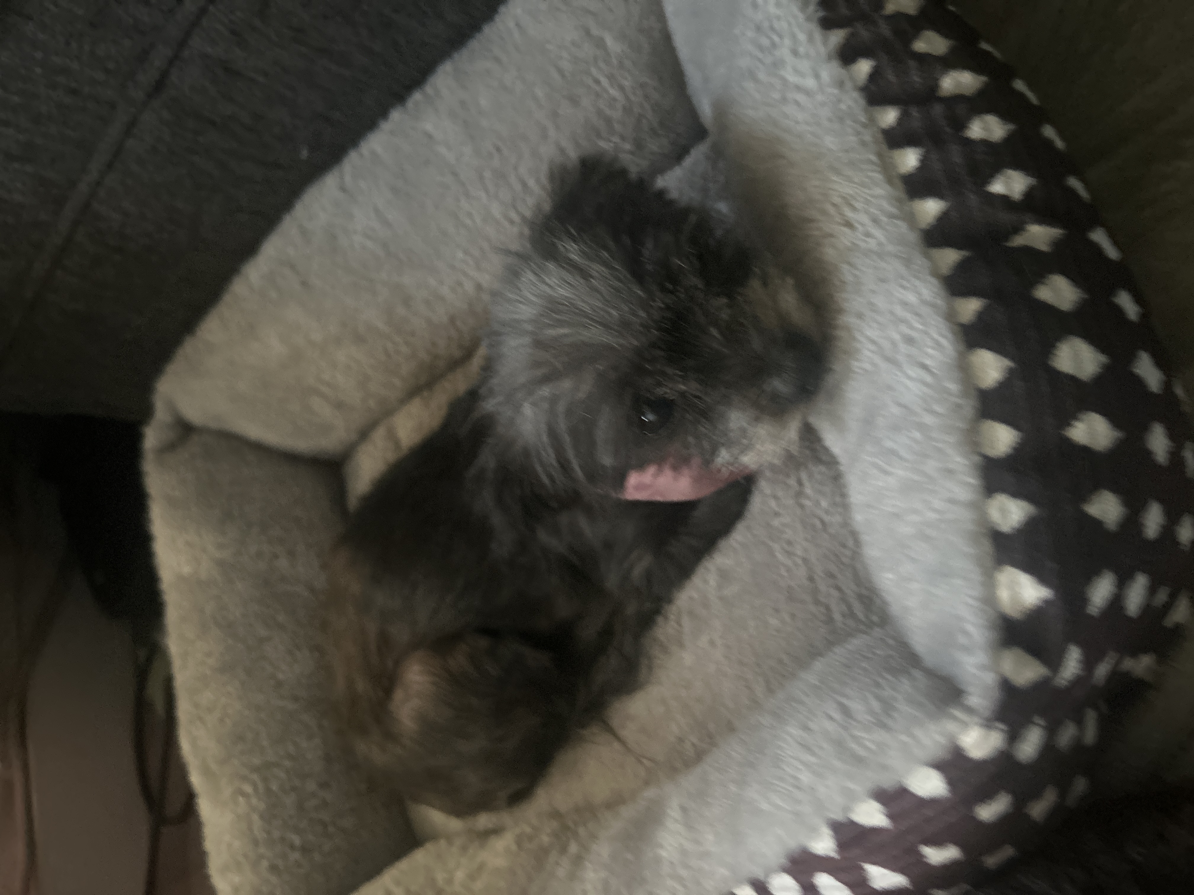 Pet Profile Image