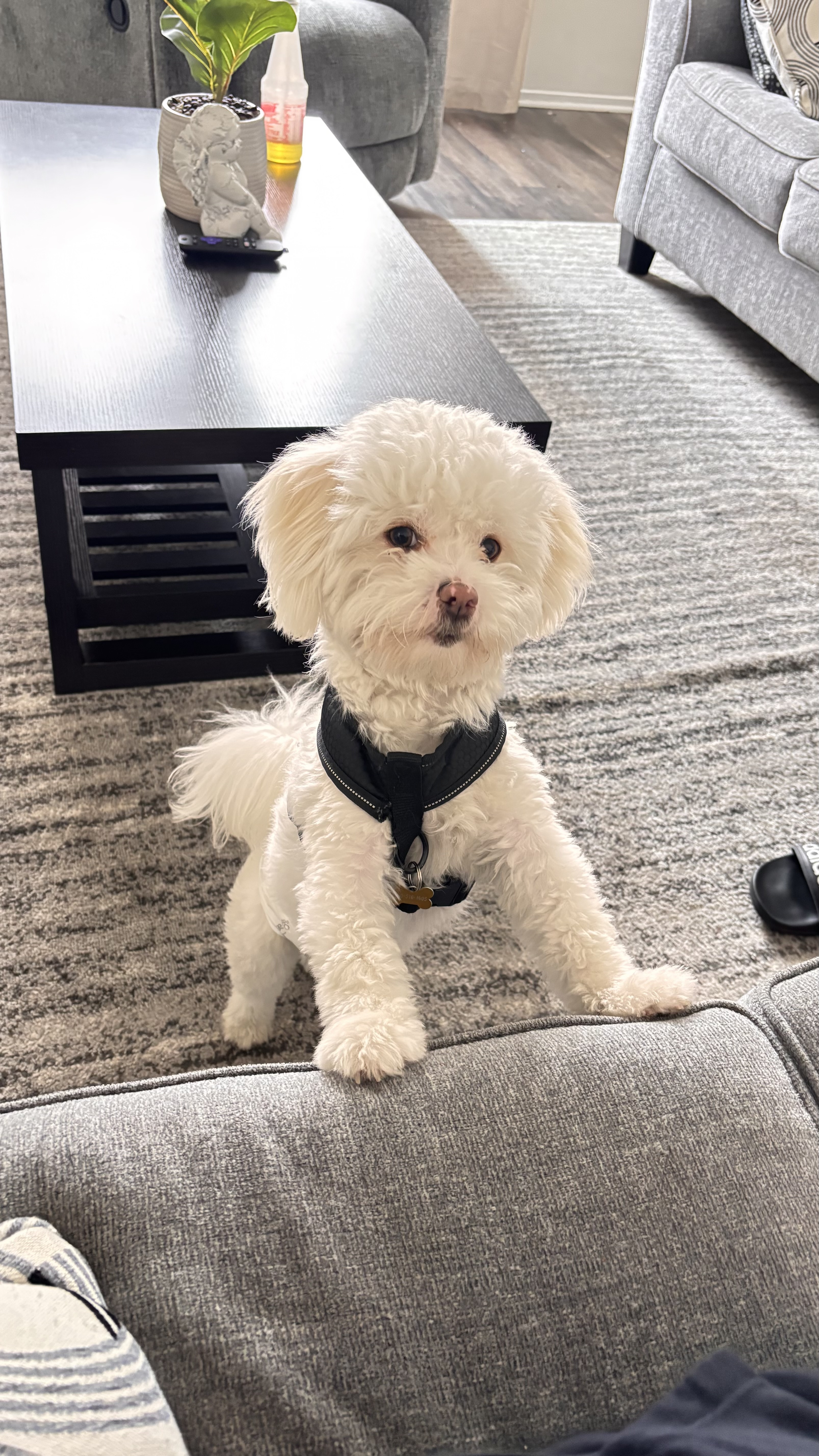 Pet Profile Image
