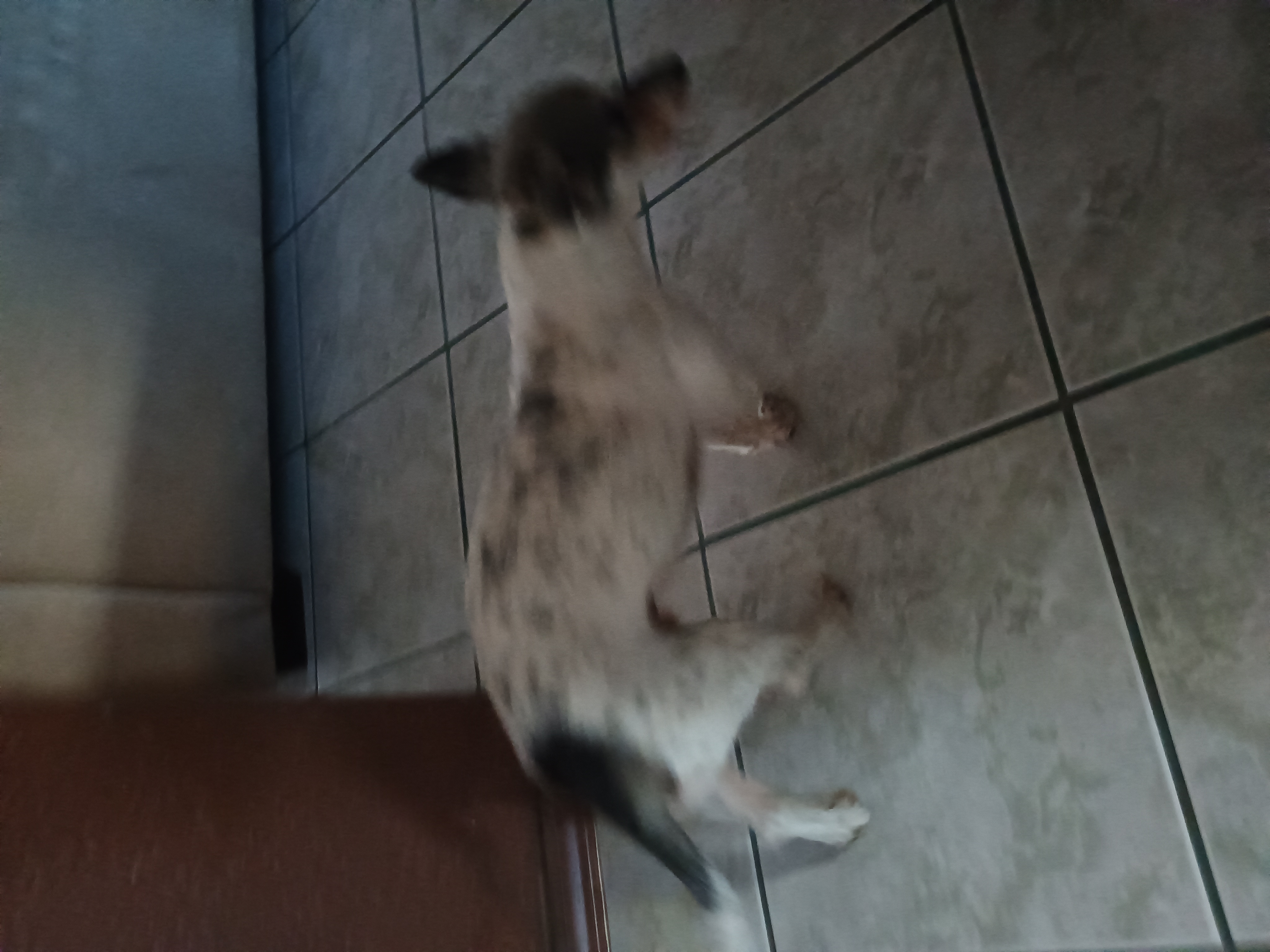 Pet Profile Image