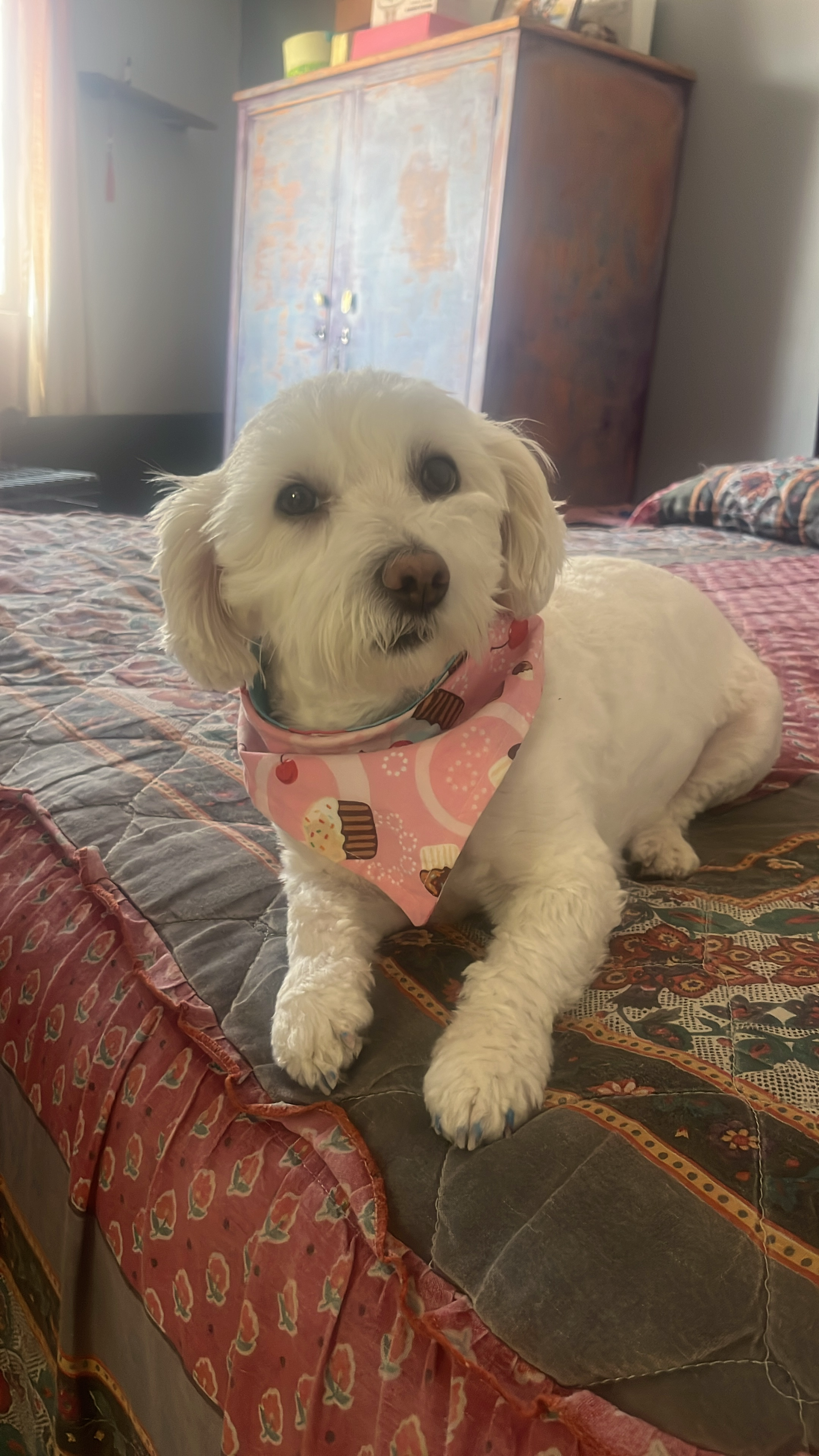 Pet Profile Image