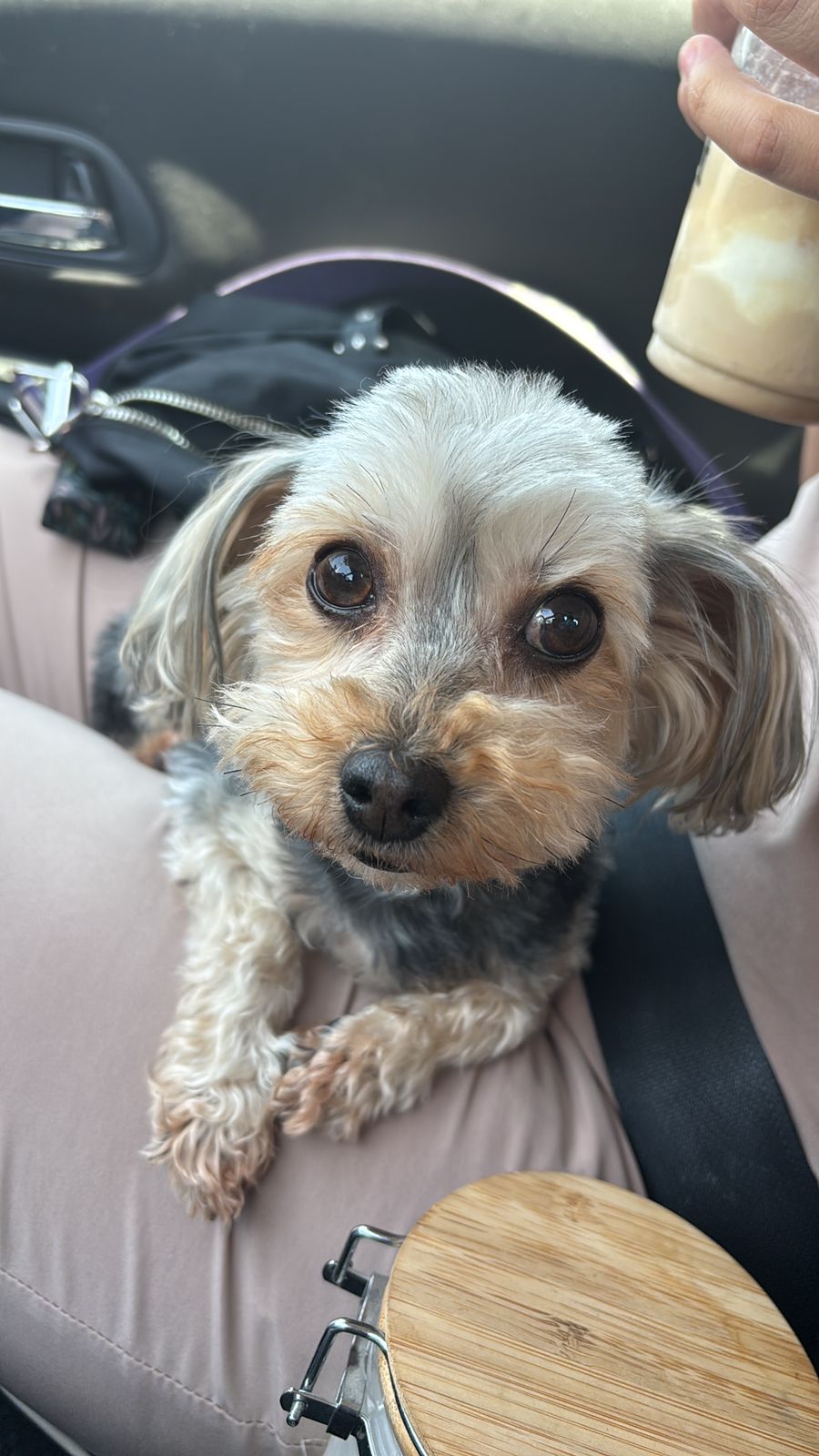 Pet Profile Image