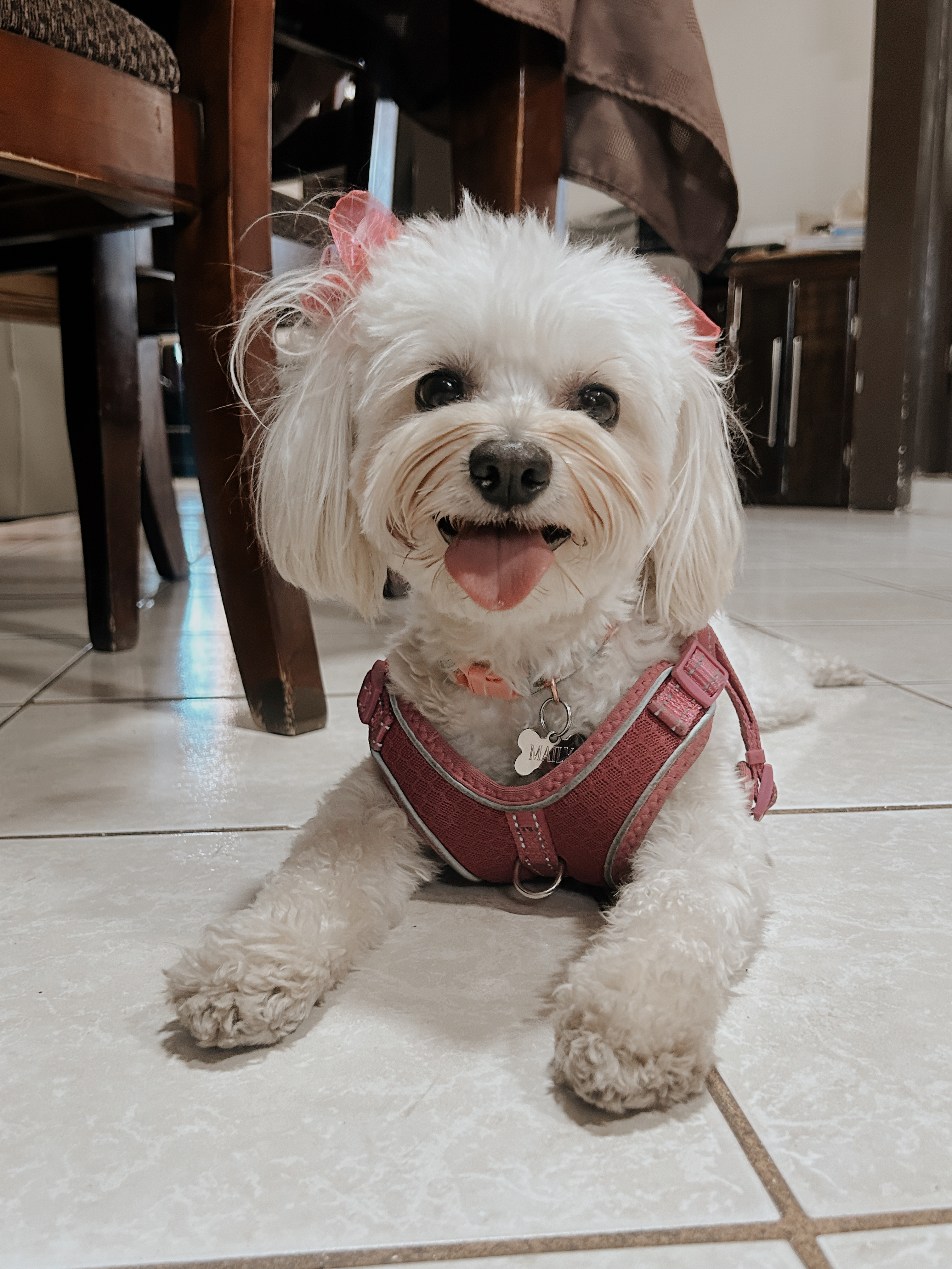 Pet Profile Image