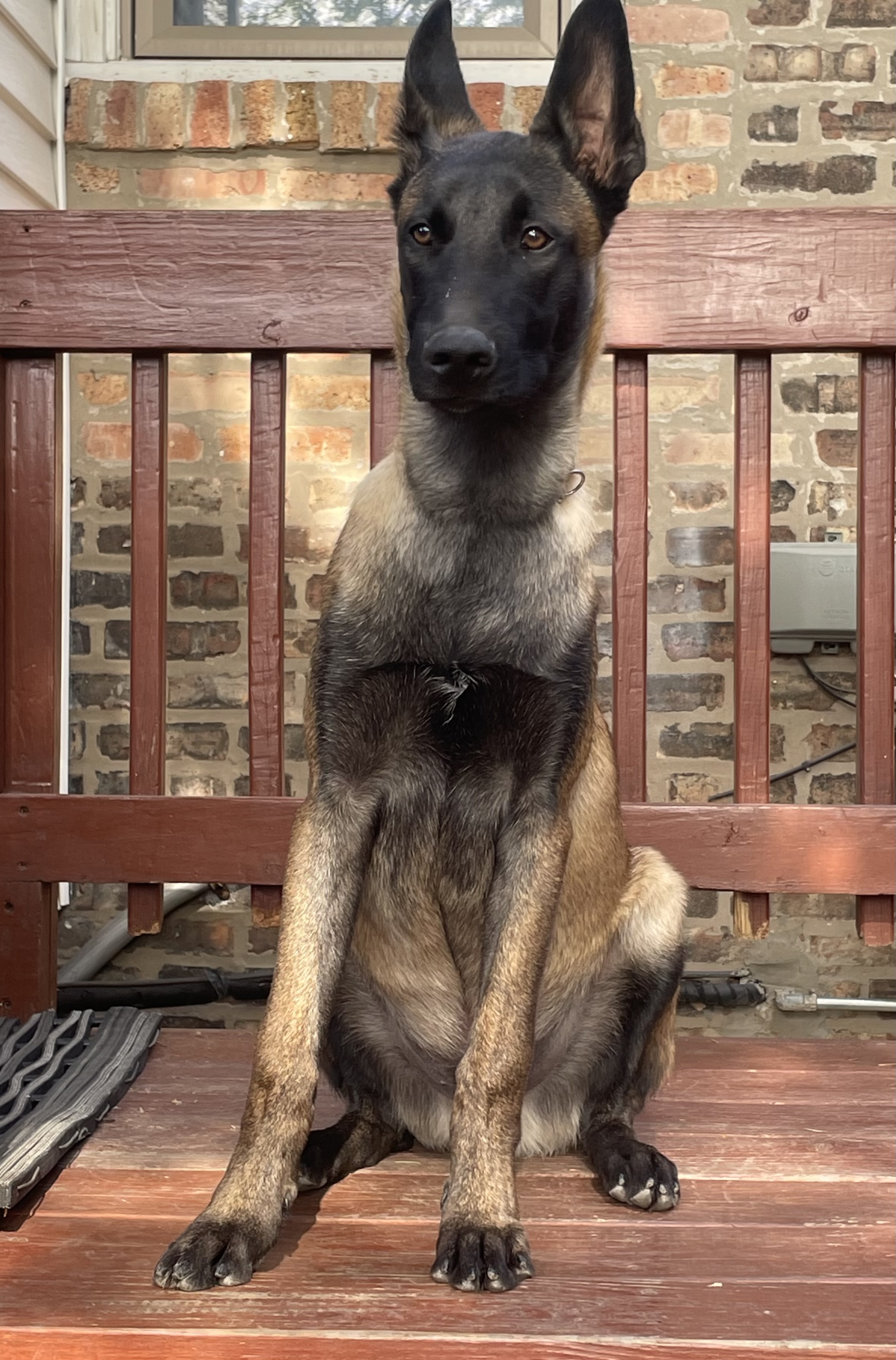 Pet Profile Image
