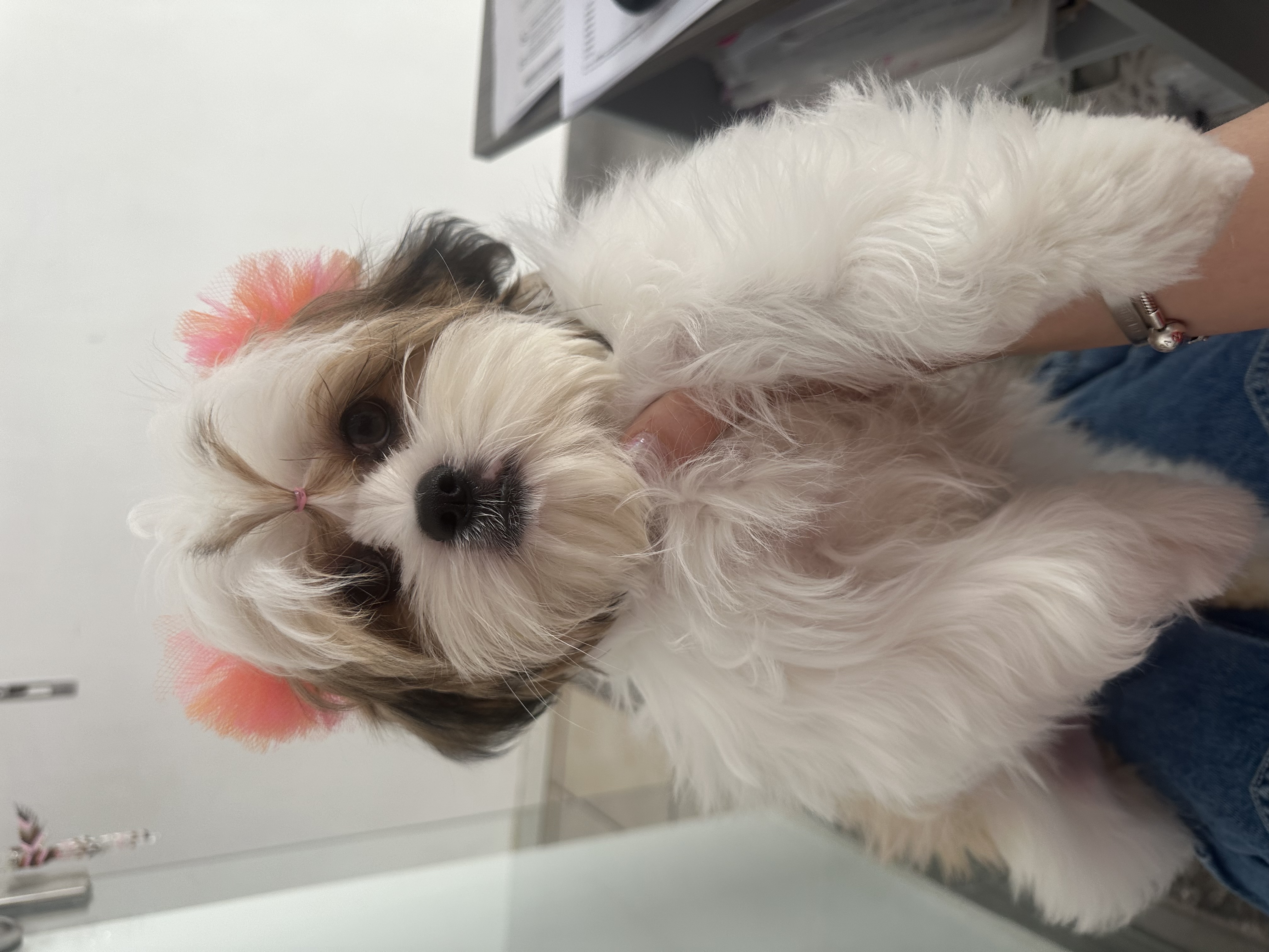 Pet Profile Image