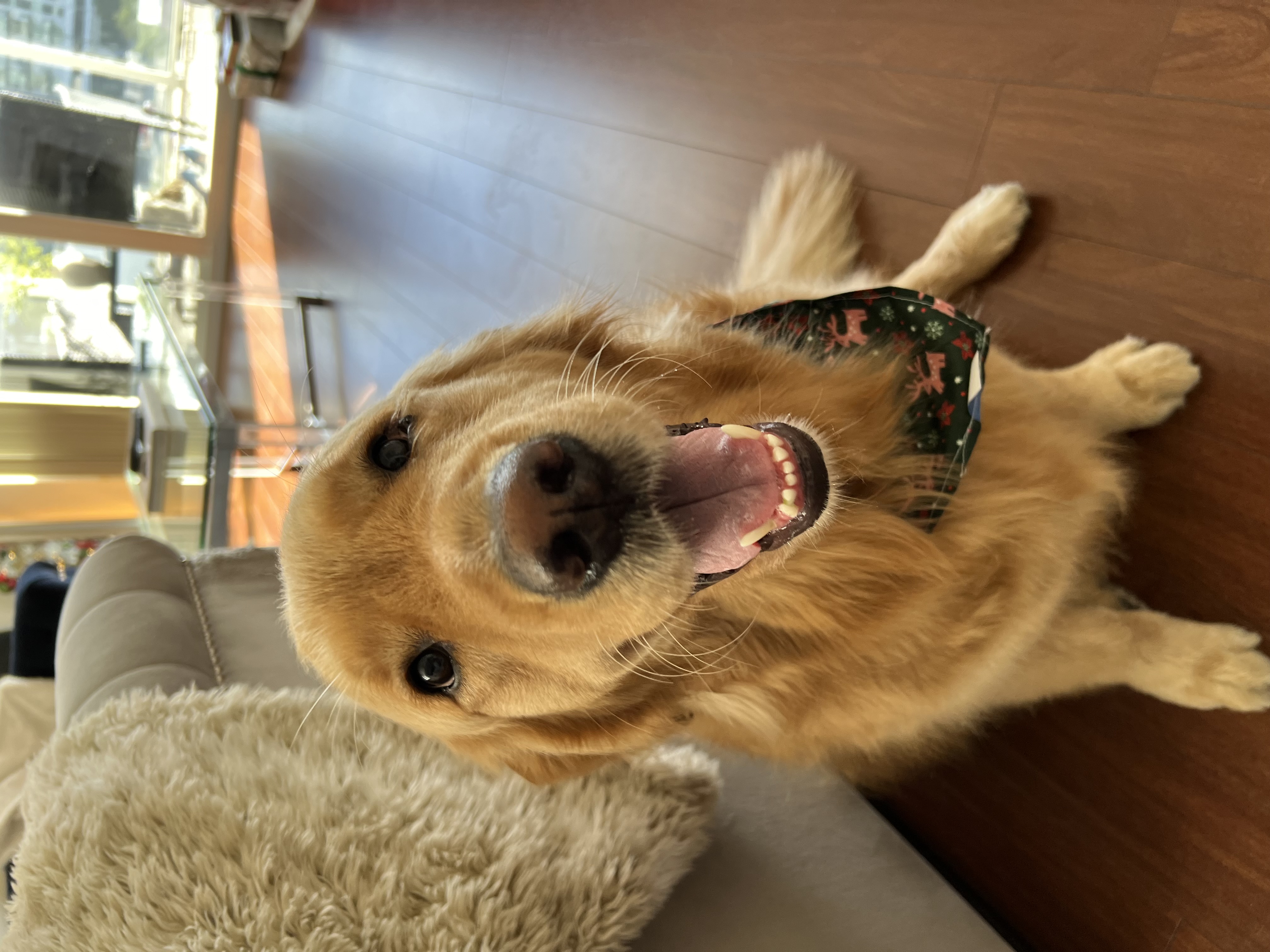 Pet Profile Image