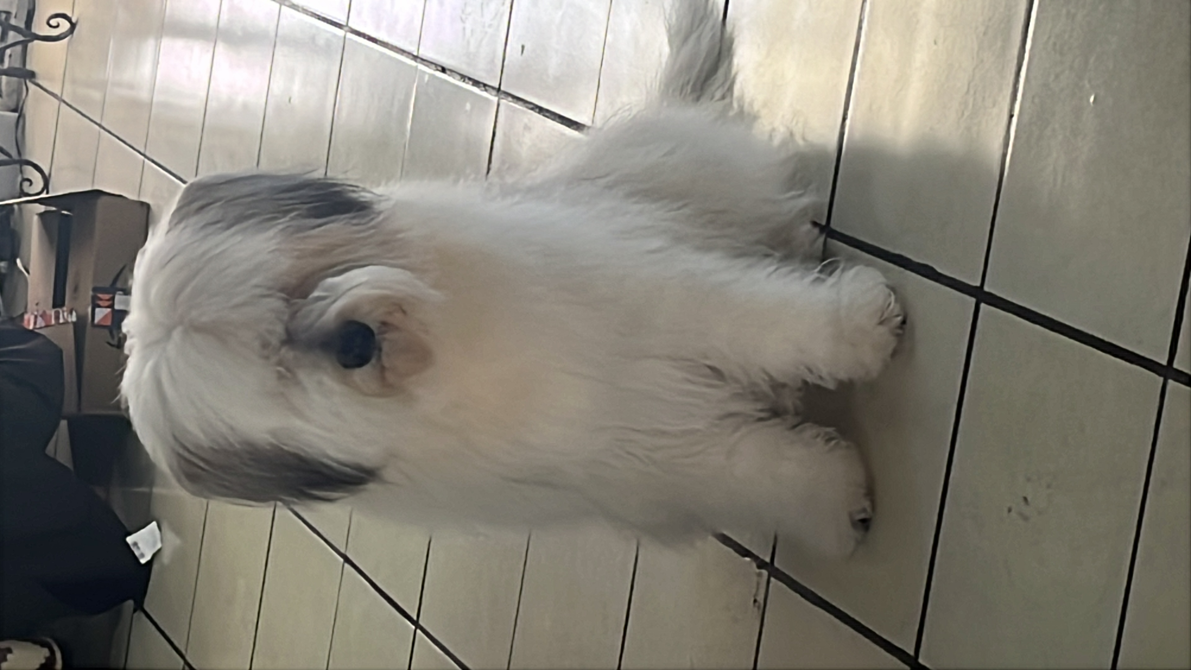 Pet Profile Image