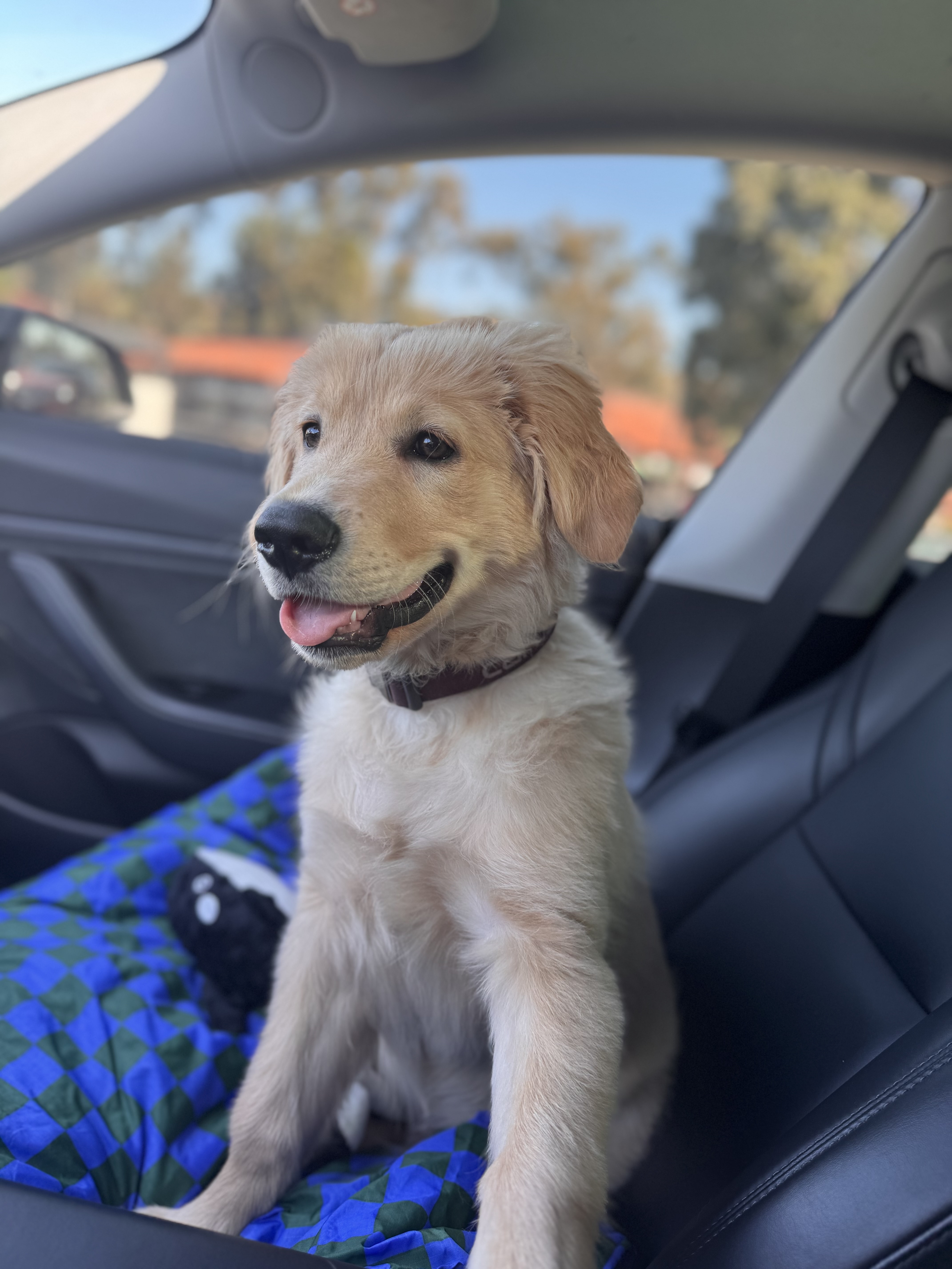 Pet Profile Image