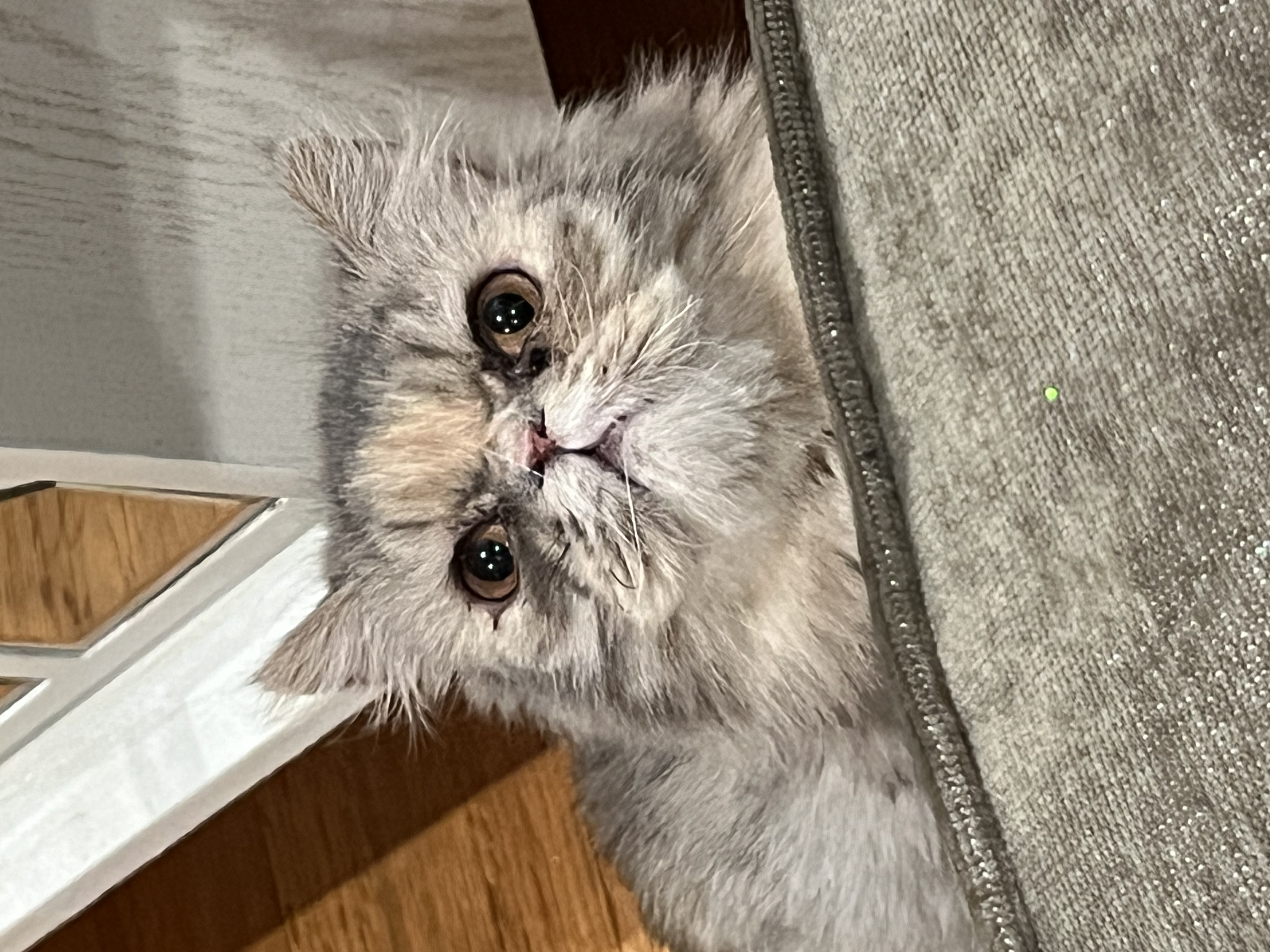 Pet Profile Image