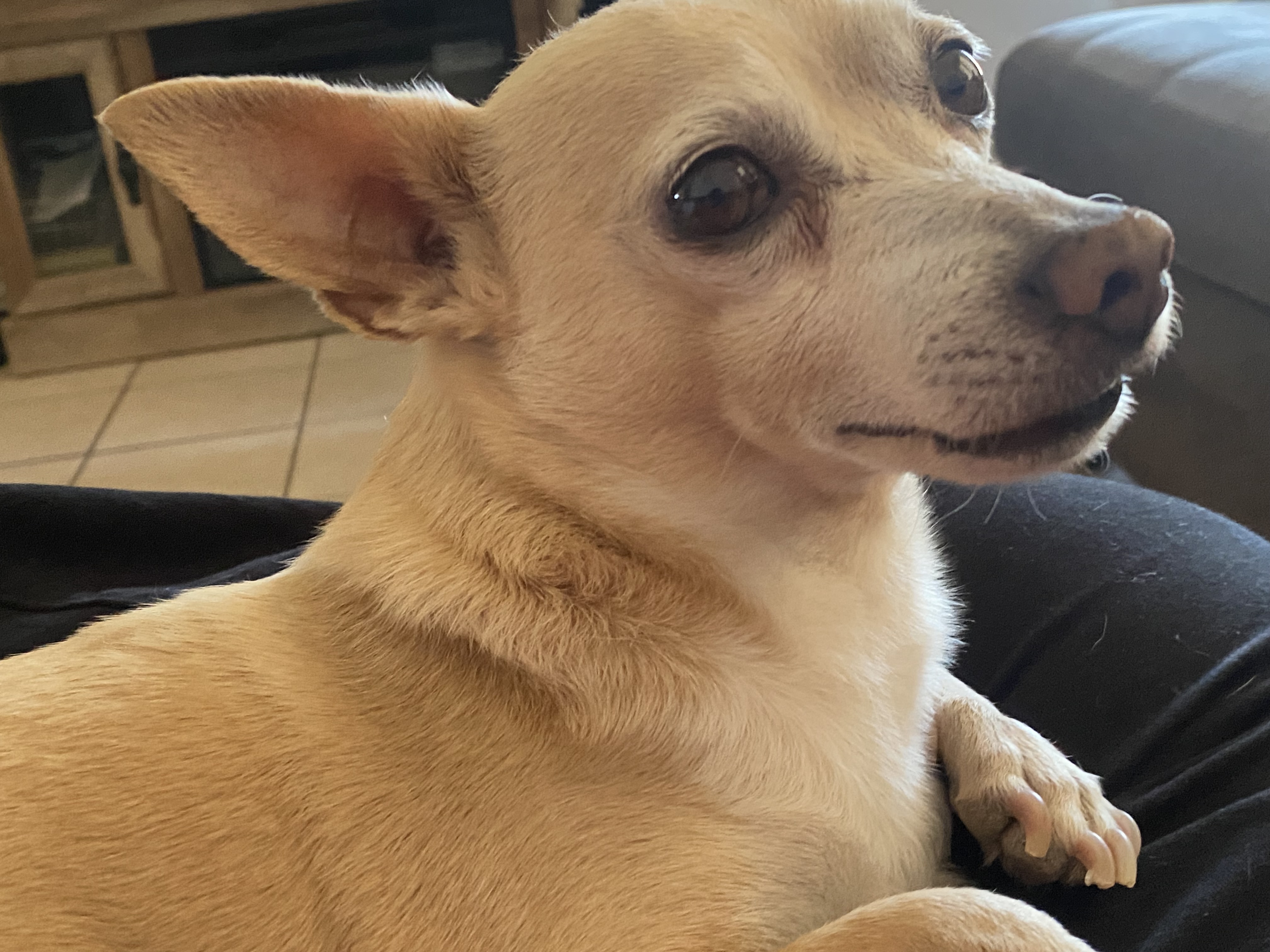 Pet Profile Image
