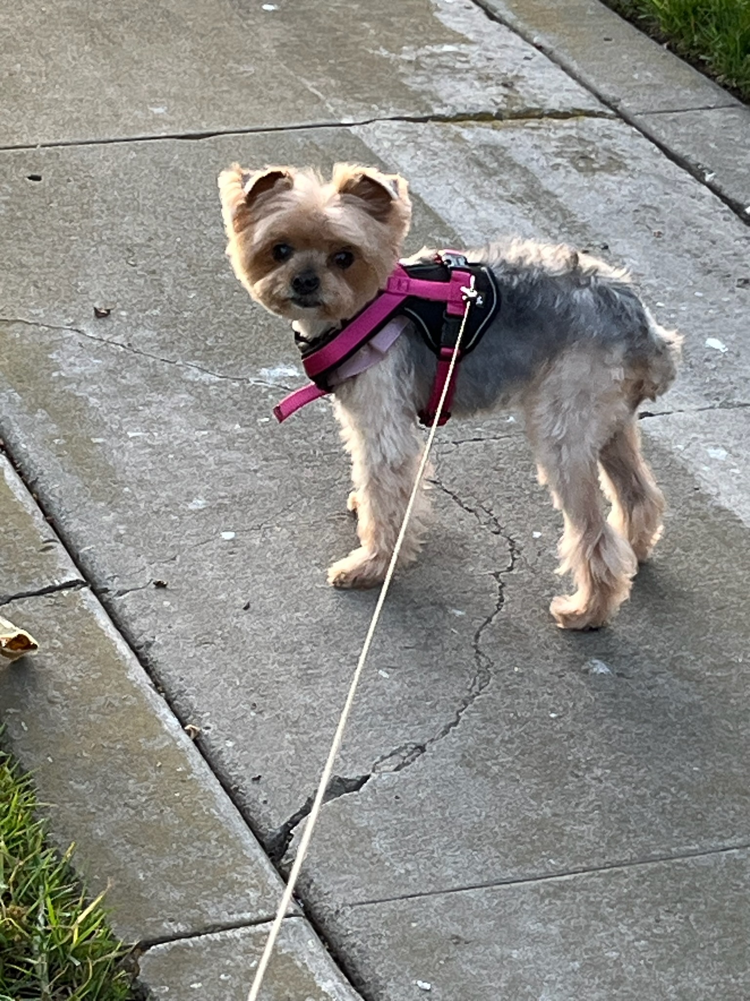 Pet Profile Image