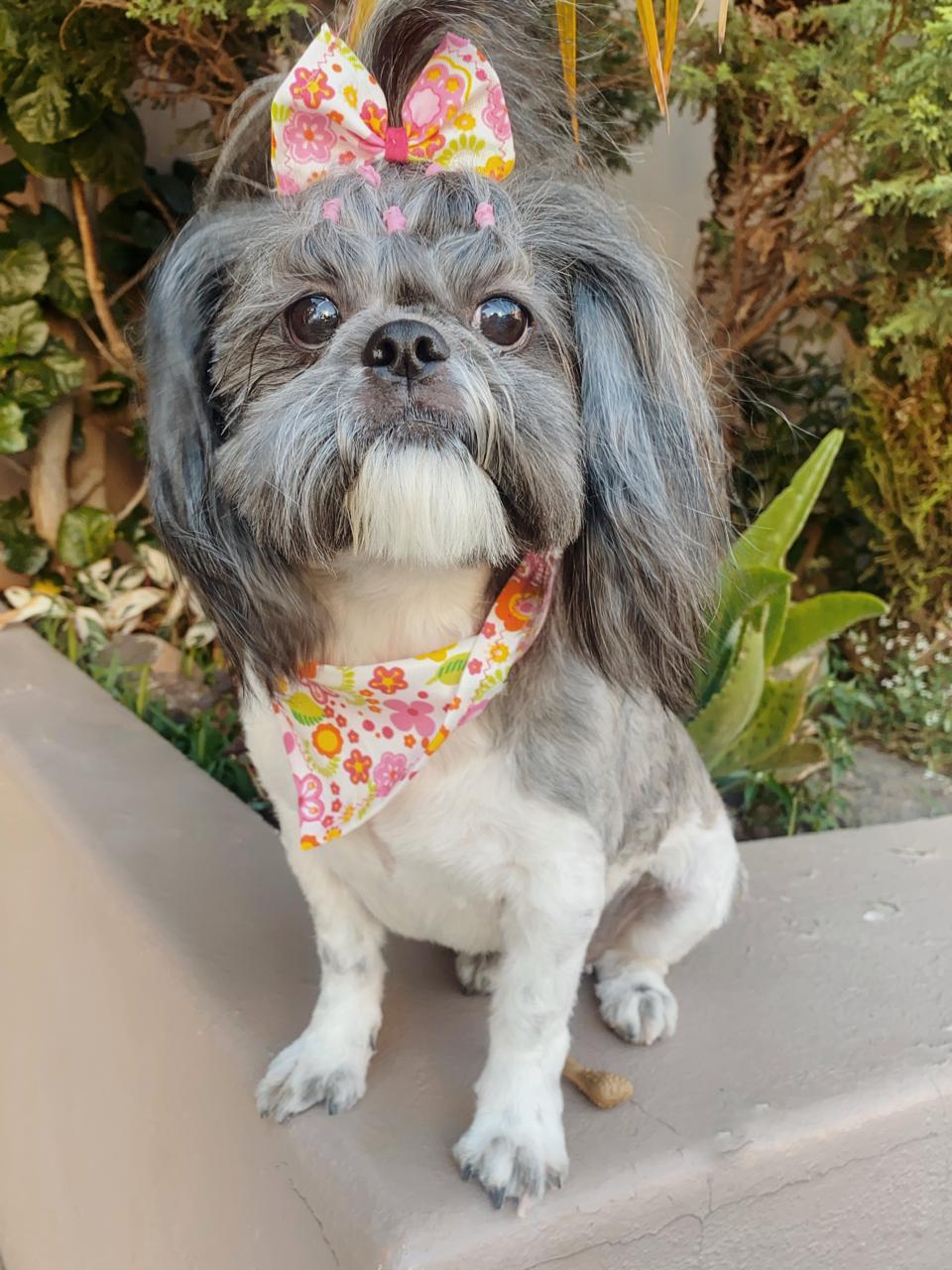 Pet Profile Image