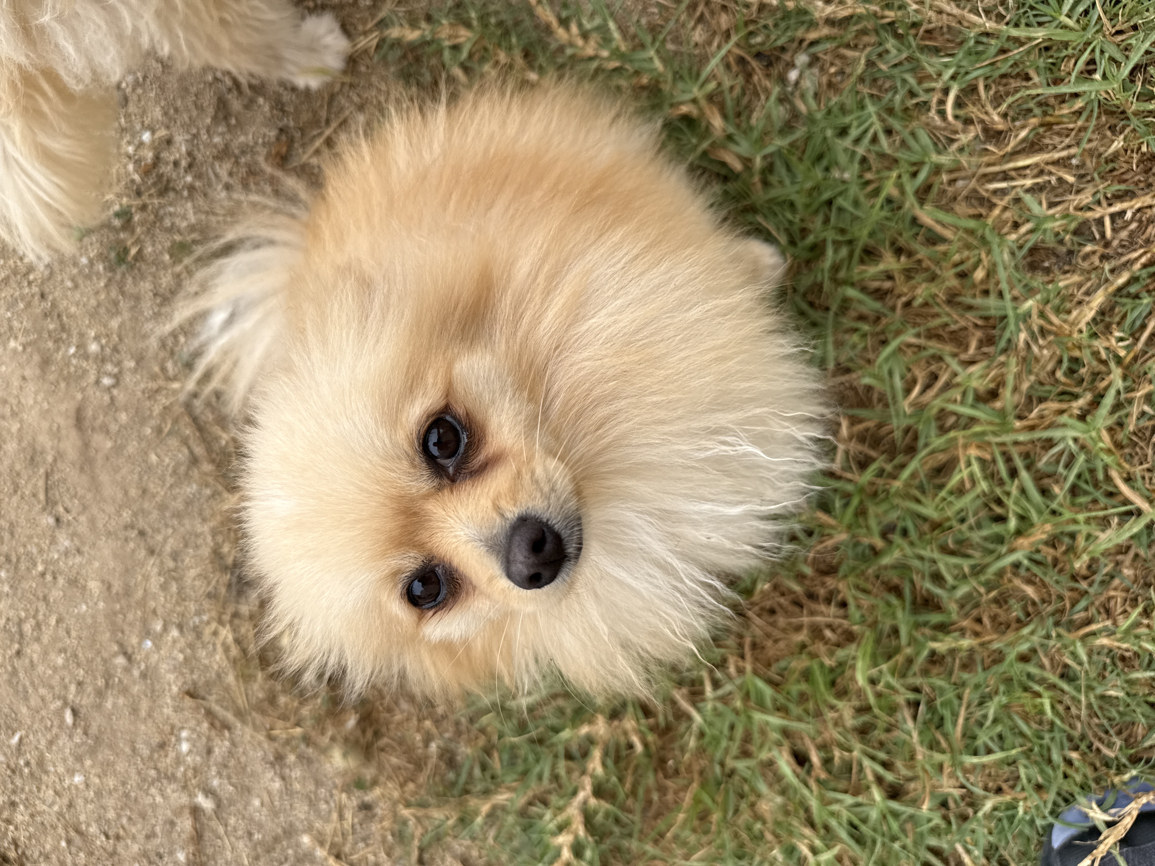 Pet Profile Image
