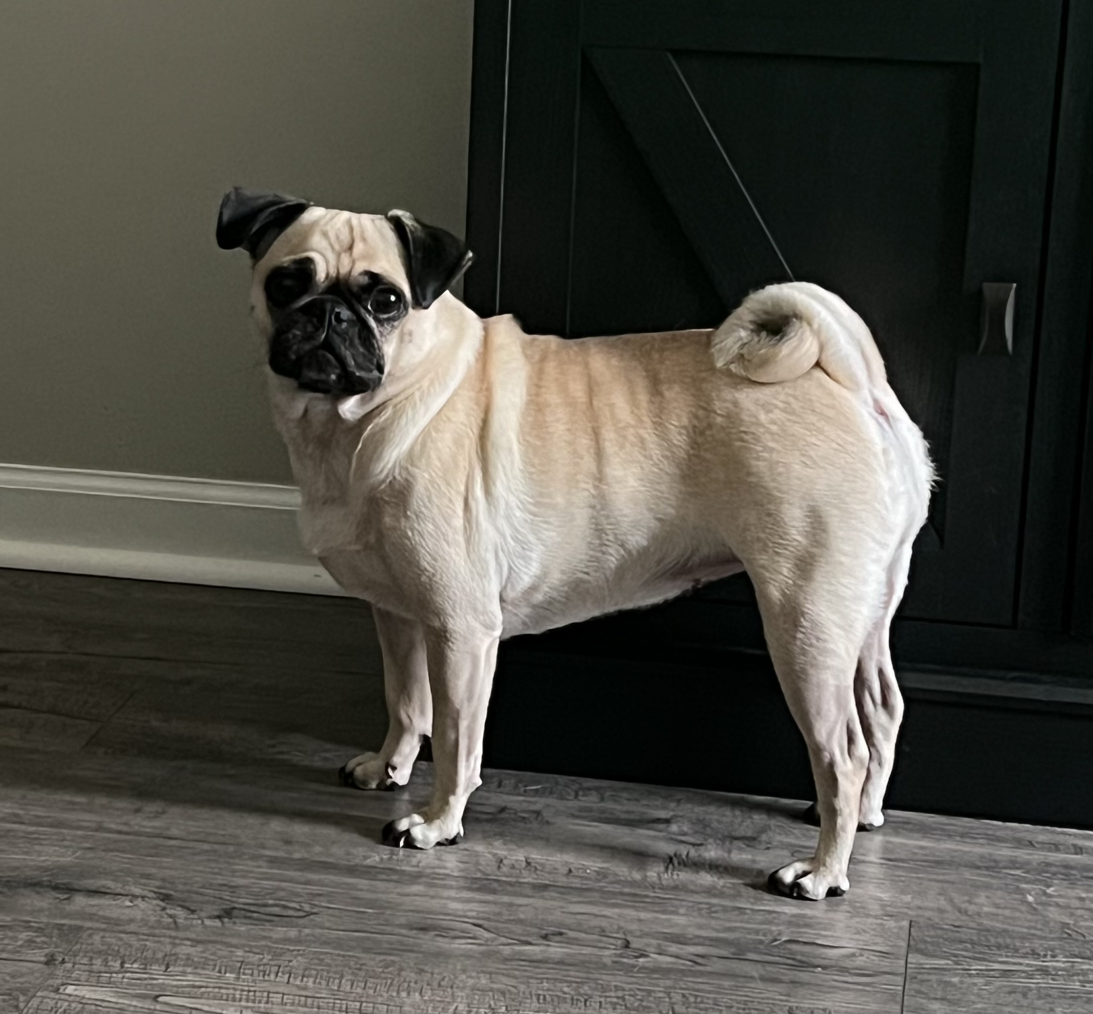 Pet Profile Image